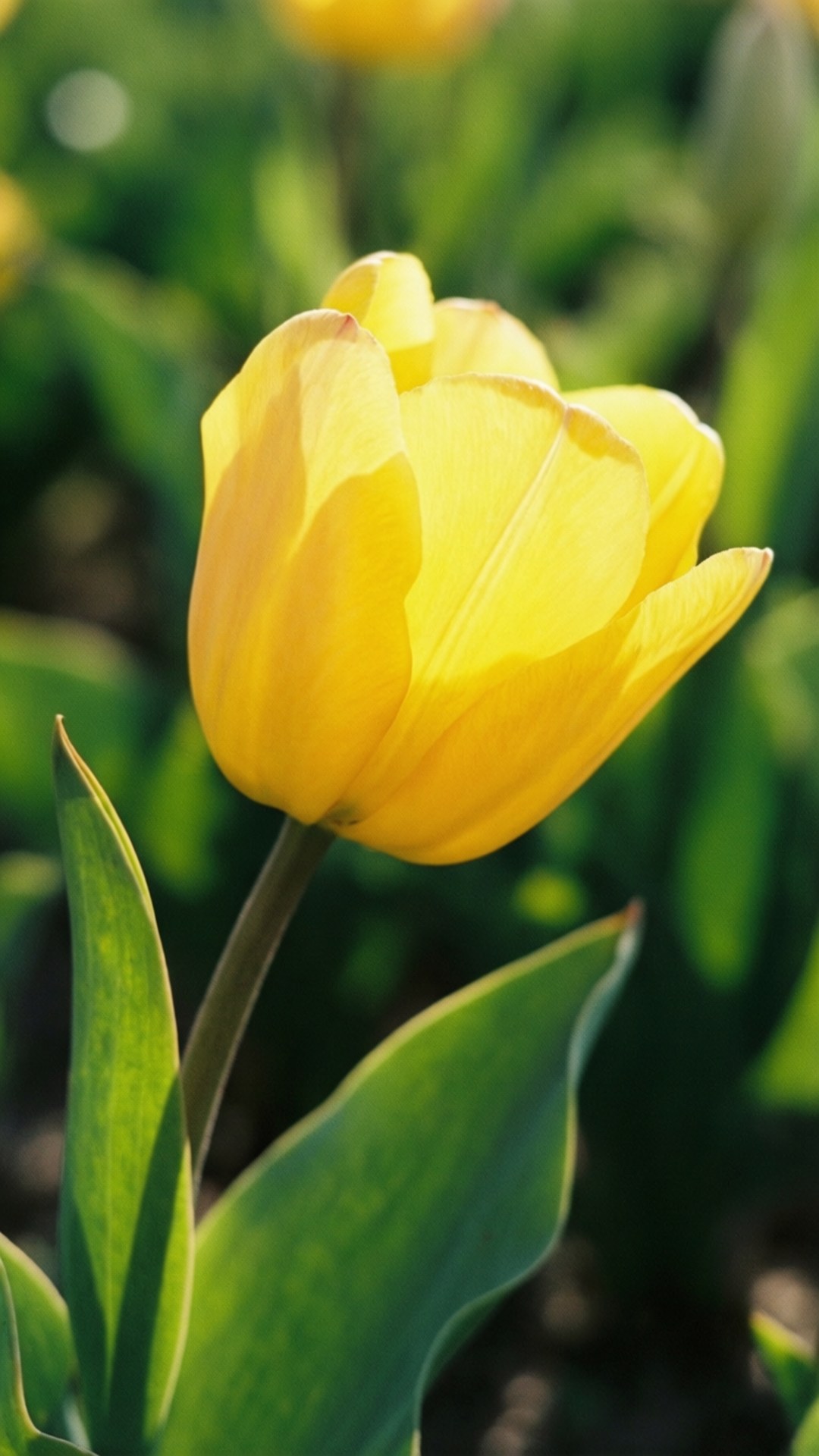 cheerful yellow tulip, vibrant yellow, lush green leaves, Full HD Phone Wallpaper