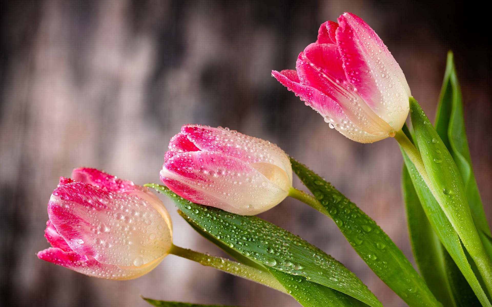 wet pink tulip, pink and white tulips, dew drops, Full HD Desktop Wallpaper