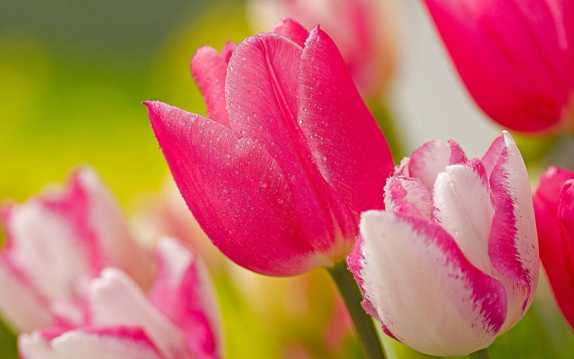 hot pink and white garden tulip, vibrant pink, white tulips, Full HD Desktop Wallpaper