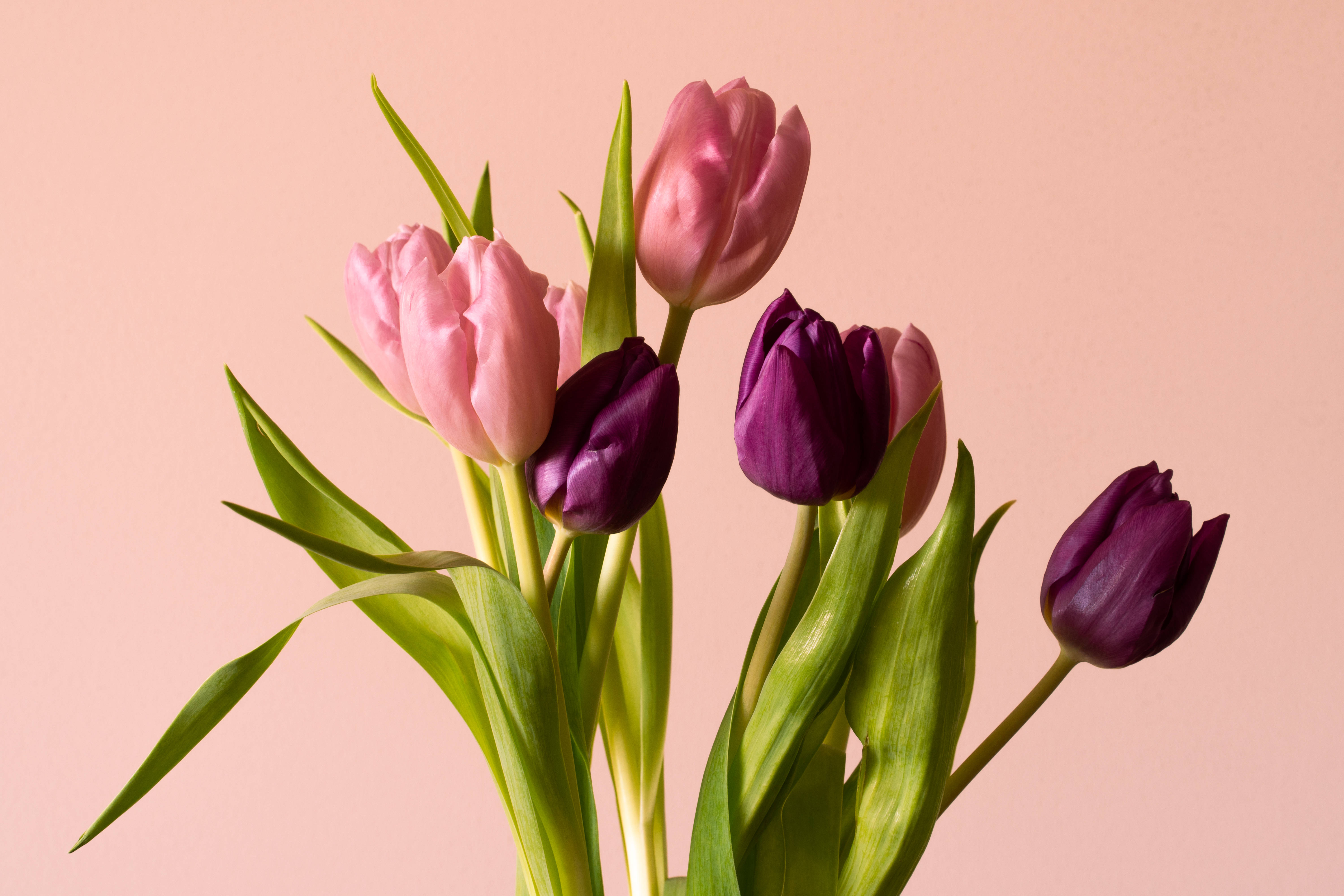 wine, pink tulips, purple tulips, 5K Desktop Wallpaper