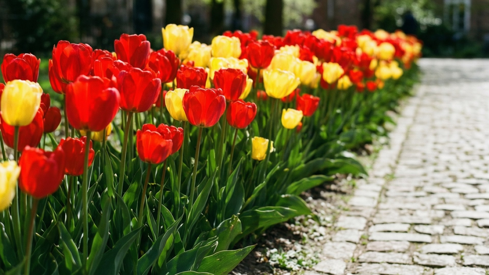 Tulip, red, yellow, Full HD Desktop Wallpaper