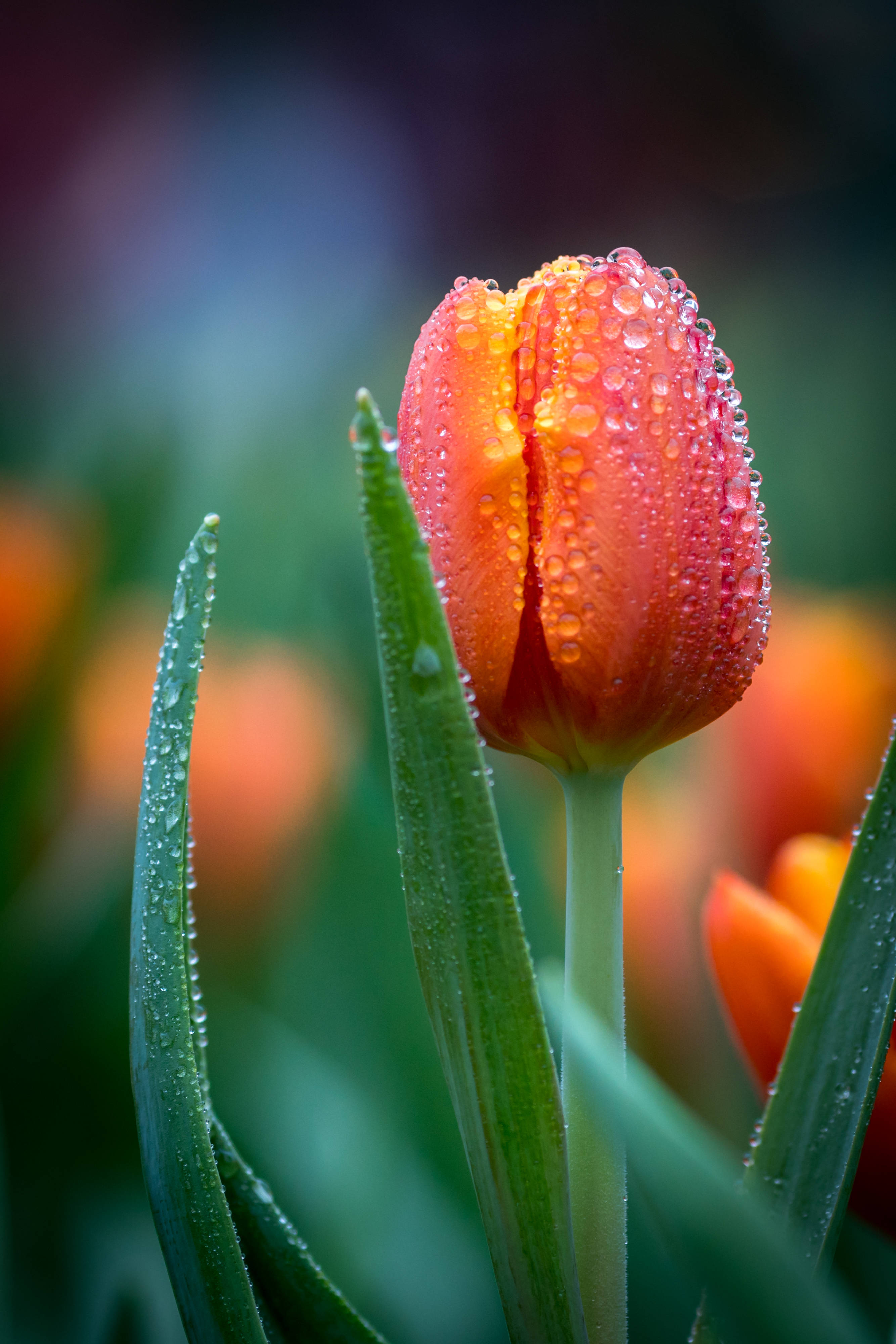 dewy orange red tulip, vibrant orange tulip bud, dewdrops, 4K Phone Wallpaper