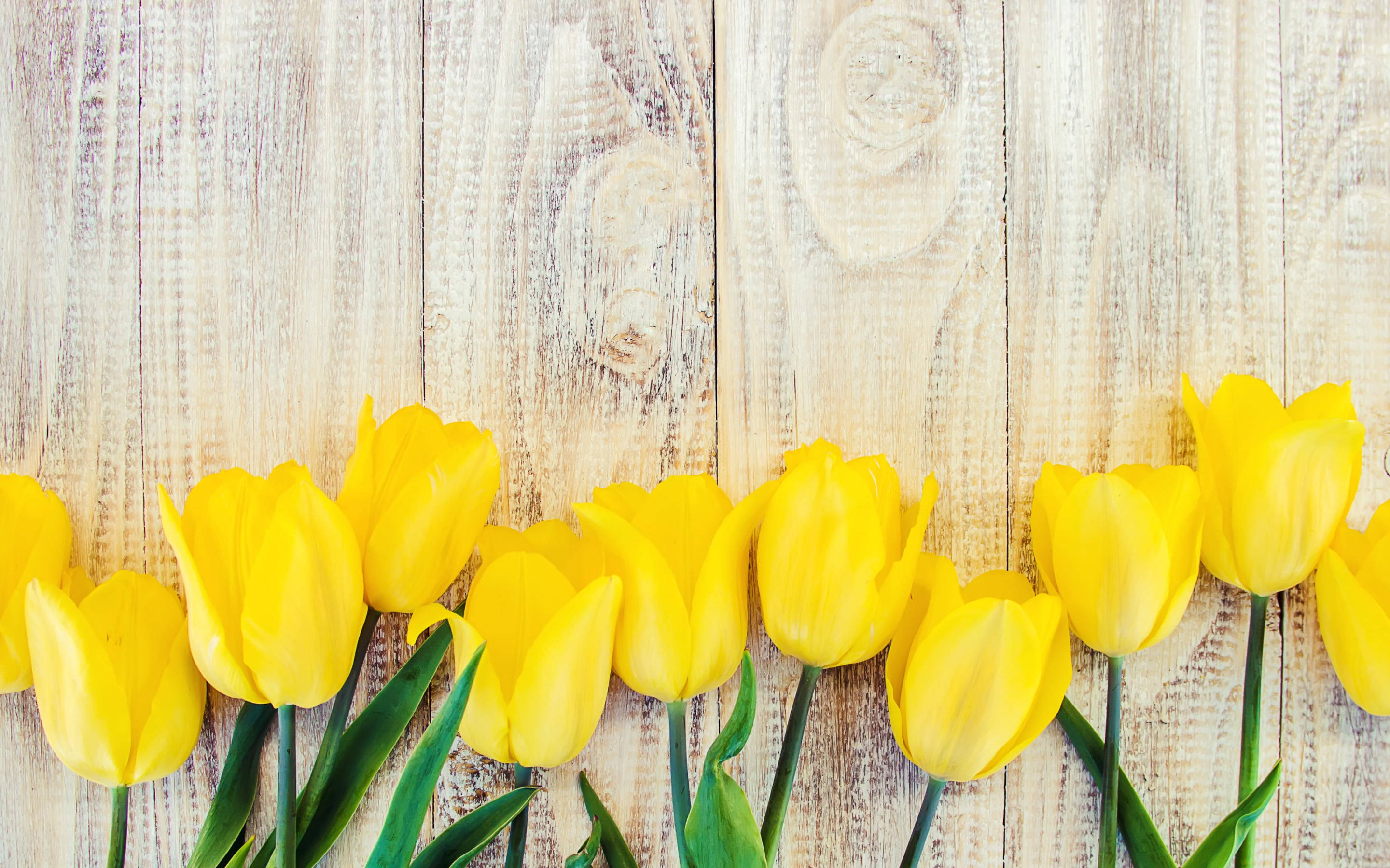 yellow tulips, green stems, weathered light wood surface, 2K Desktop Wallpaper