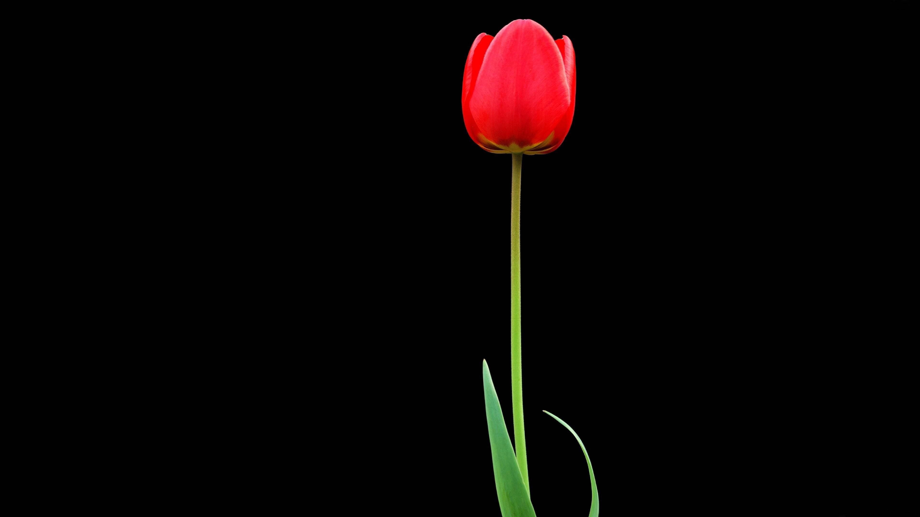 garden tulip, black tablet, vibrant red tulip, 4K Desktop Wallpaper