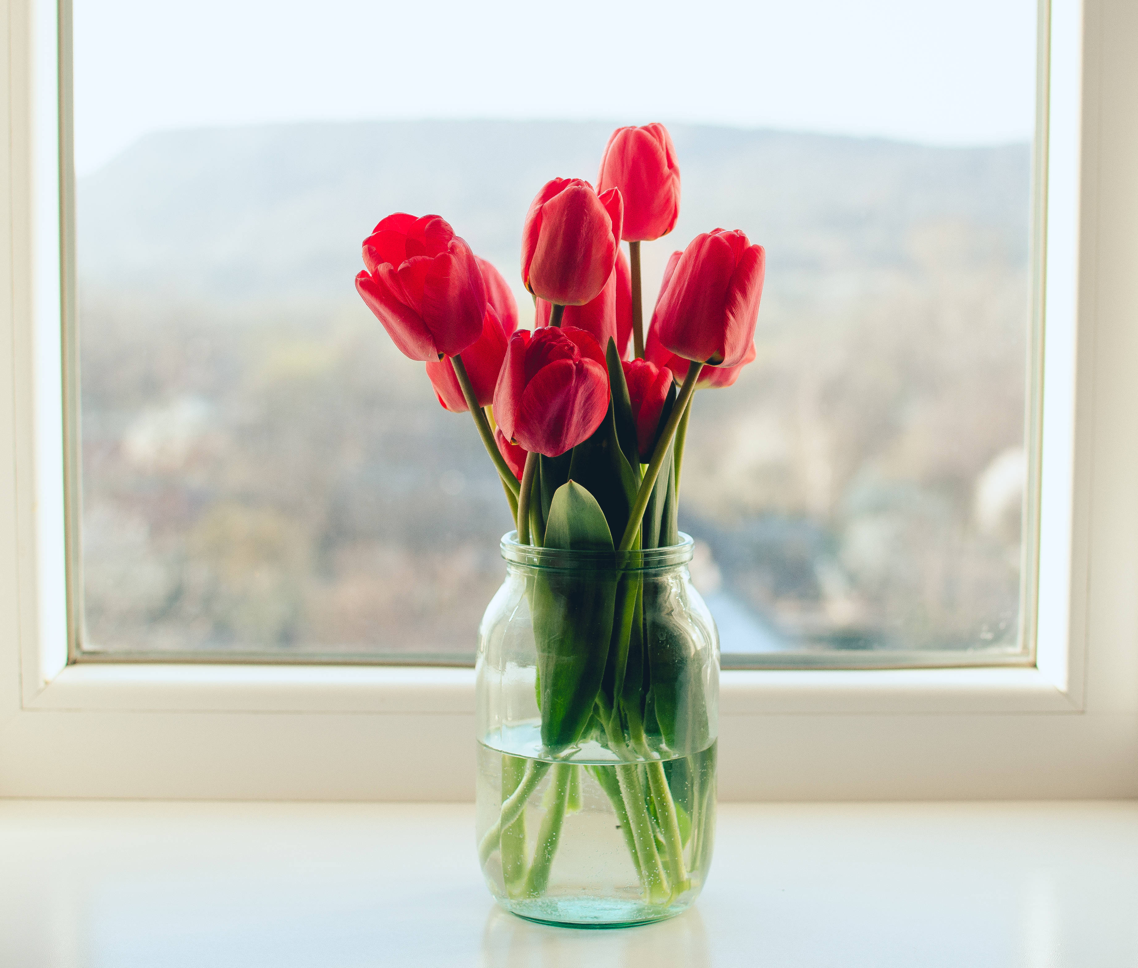 red tulips, glass jar, windowsill, 2K Desktop Wallpaper