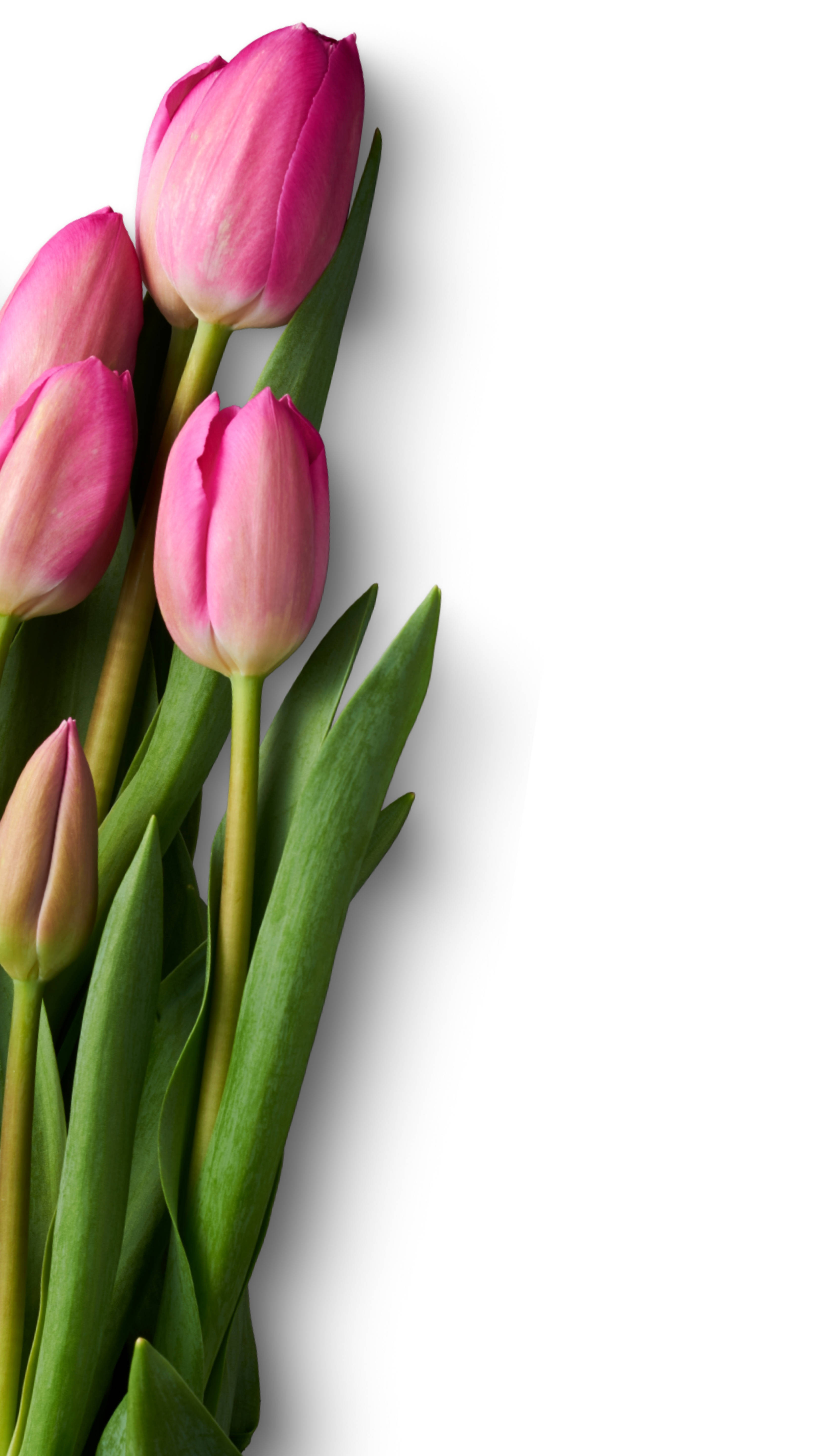 rose pink tulips, pink tulips, green stems, 5K Phone Wallpaper