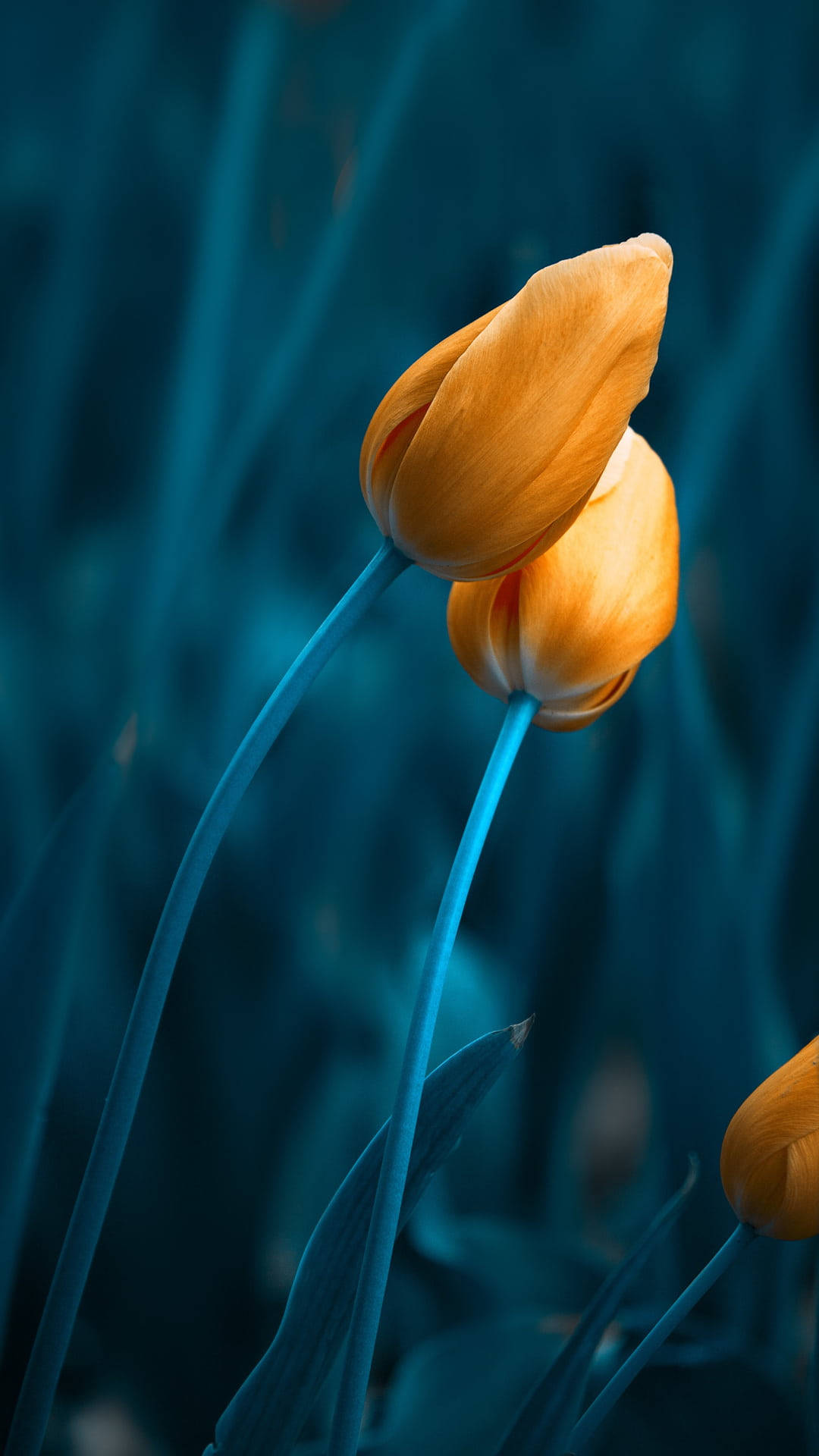 Unbloomed Beautiful Flower, vibrant orange tulips, blue stems, Full HD Phone Wallpaper