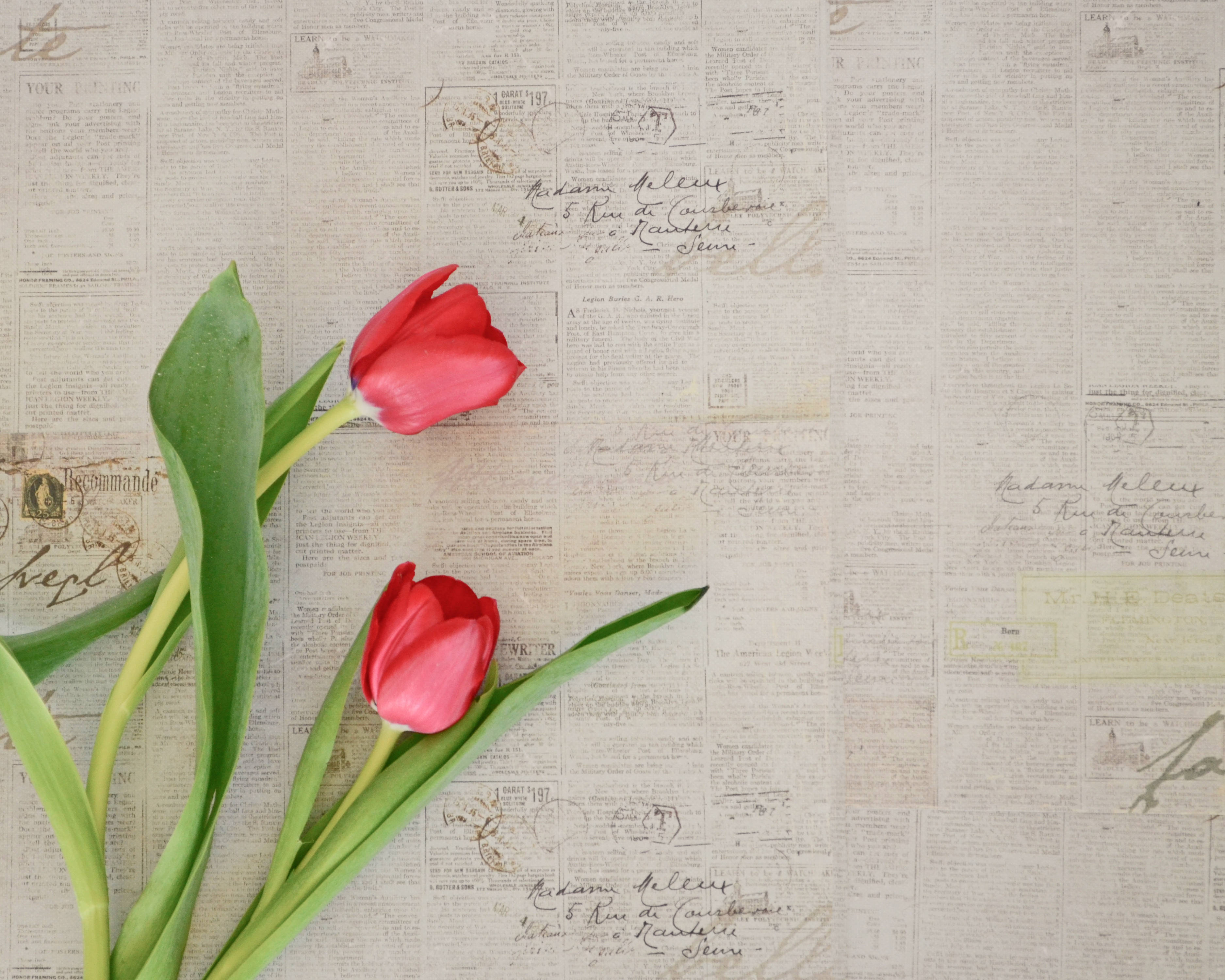 two red tulip flowers, vibrant red tulips, green stems, 2K Desktop Wallpaper