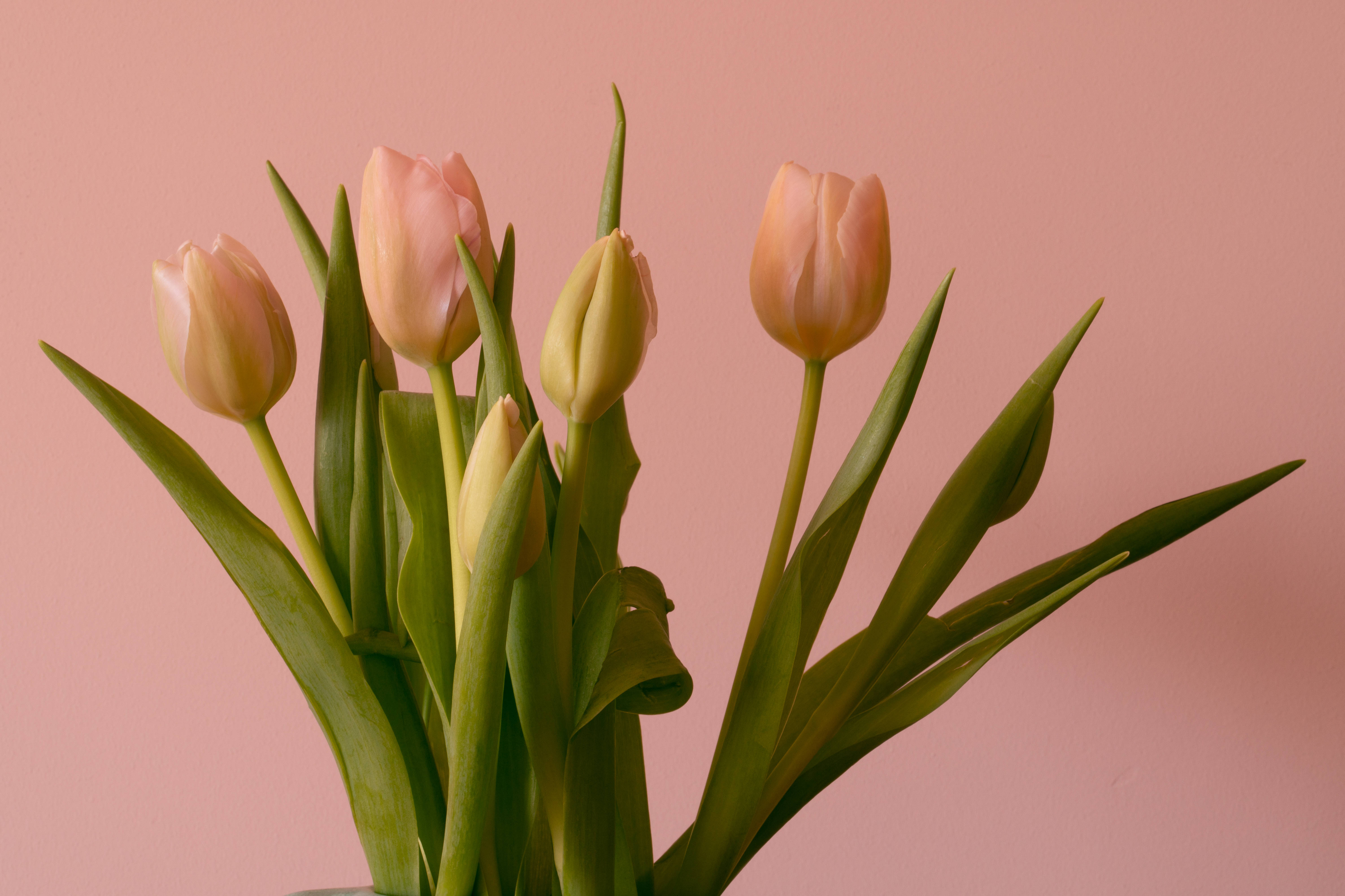 peach tulips, pink tulips, green stems, 5K Desktop Wallpaper