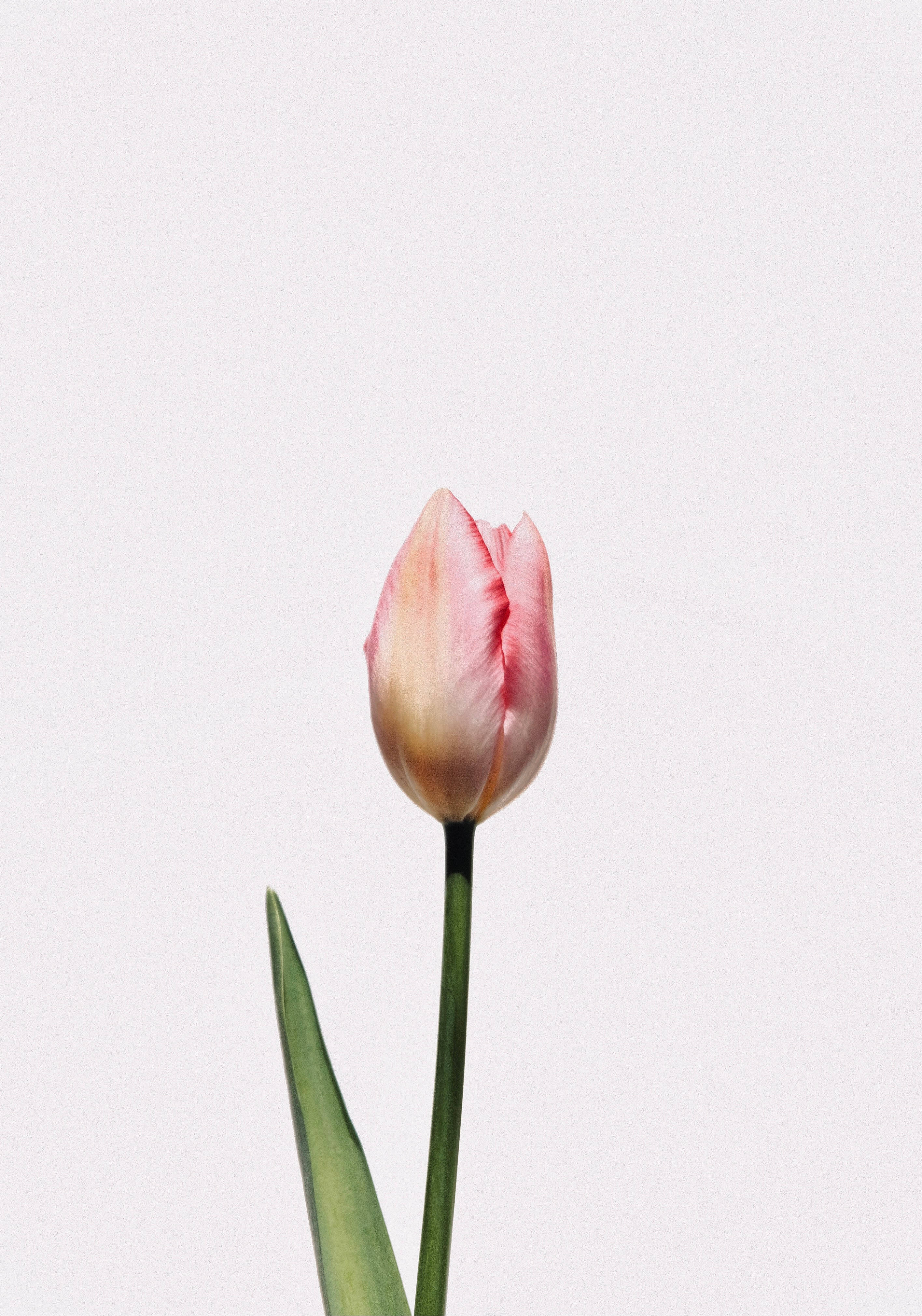 single pink tulip, pink tulip bud, green stem, 4K Phone Wallpaper