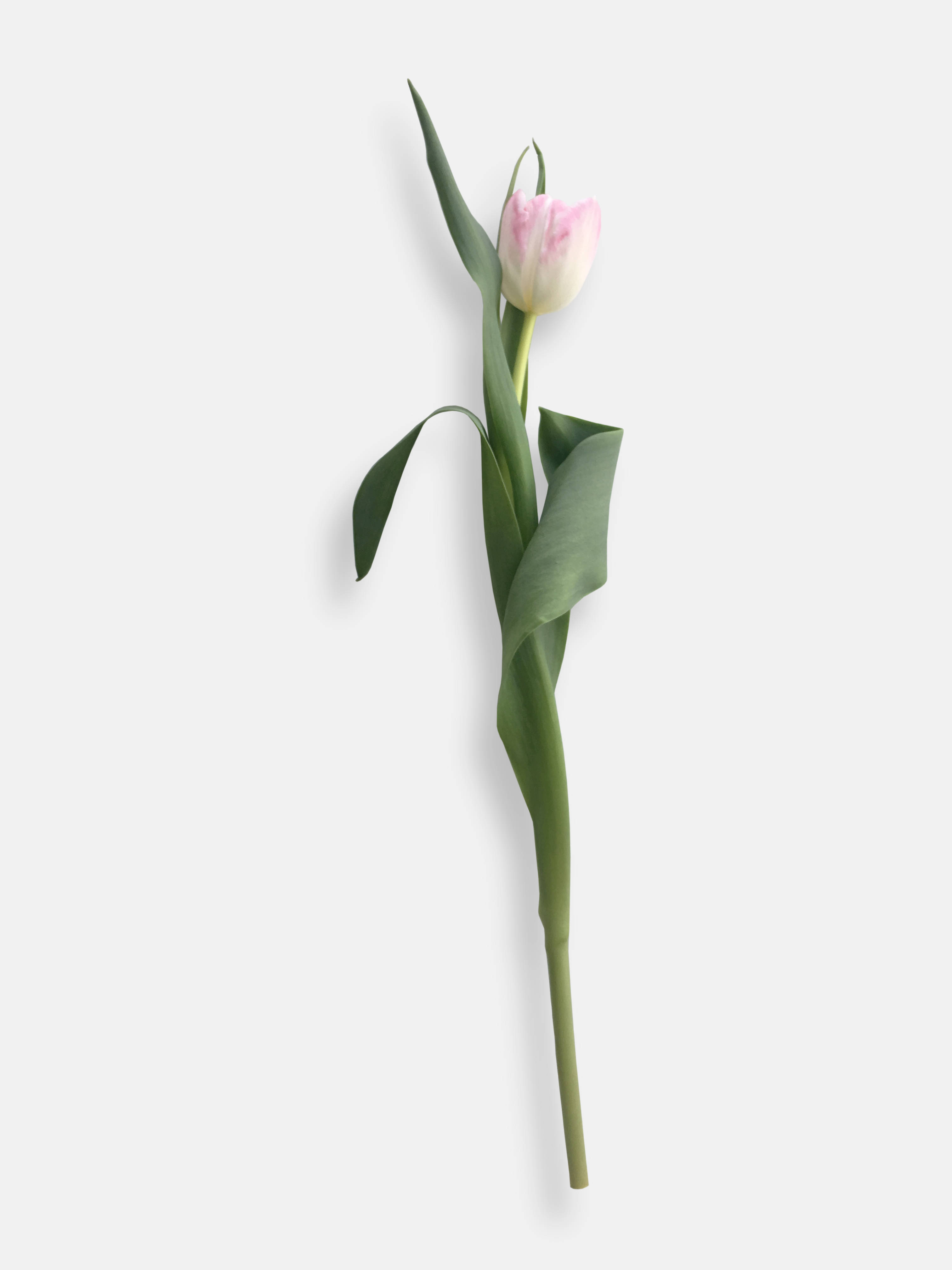 single tulip, pink and white tulip, green leaves, 4K Phone Wallpaper