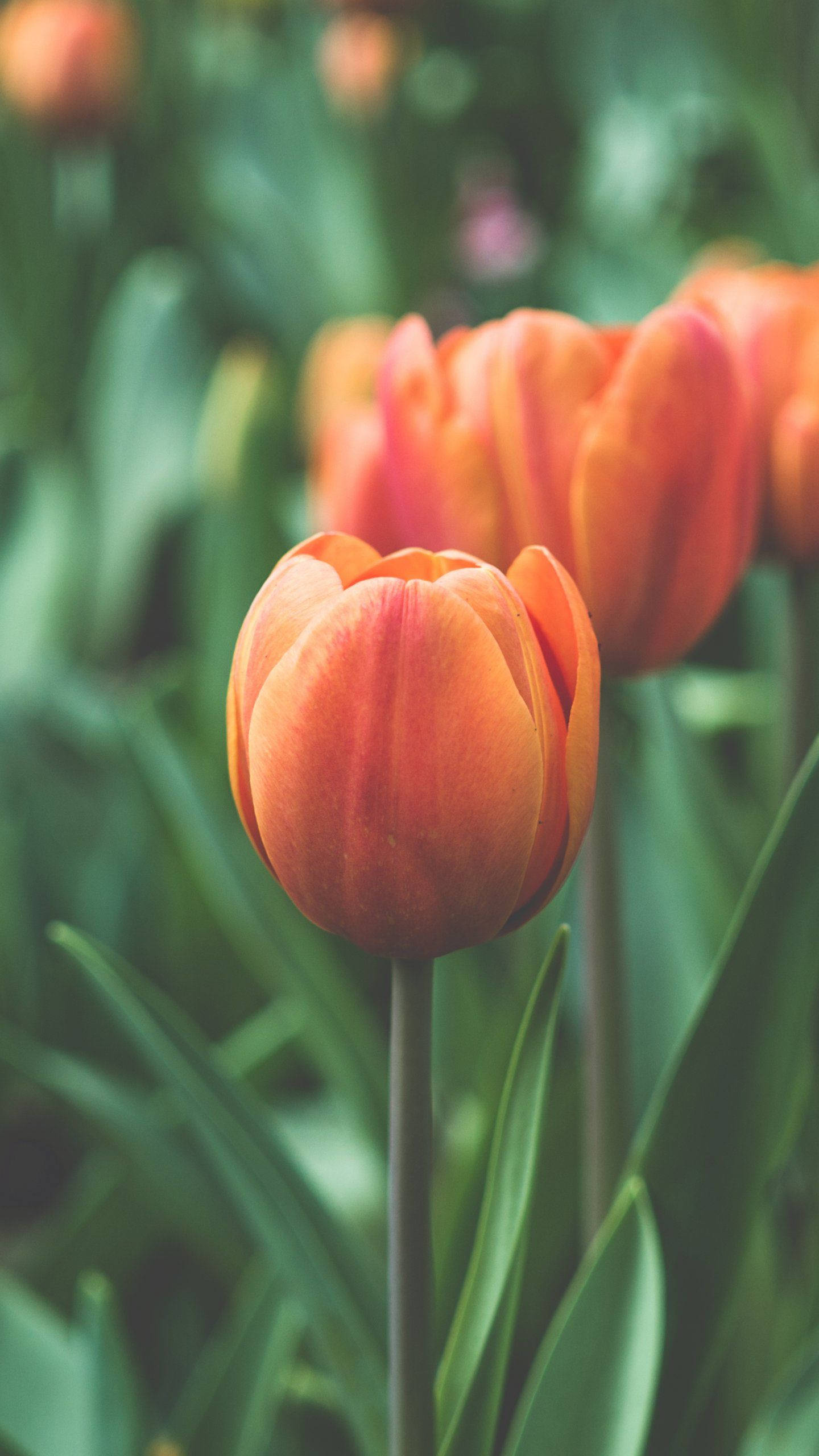 Tulip Orange Phone, vibrant orange, lush green leaves, 2K Phone Wallpaper