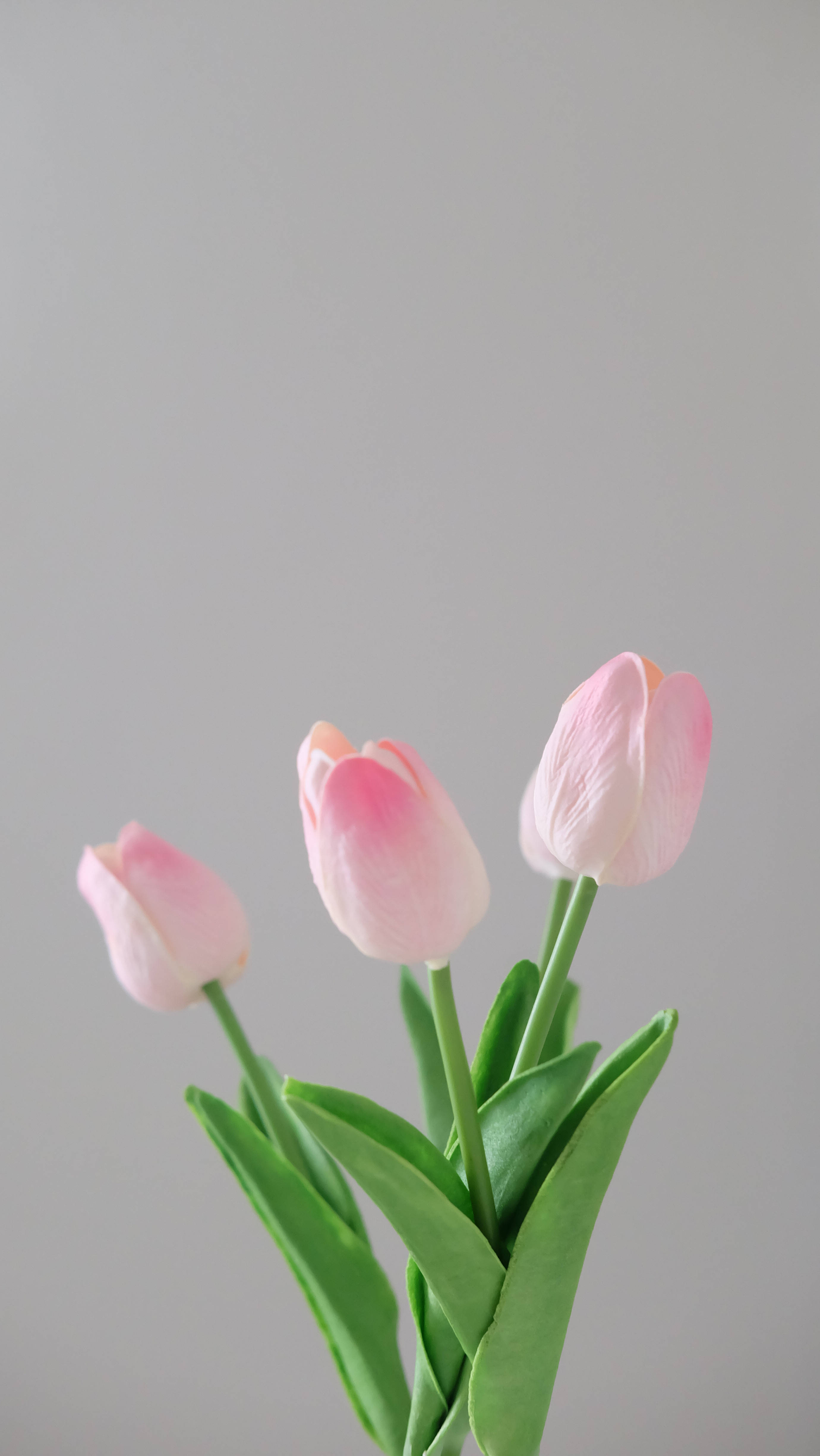 powder pink tulips, green stems, plain gray background, 4K Phone Wallpaper