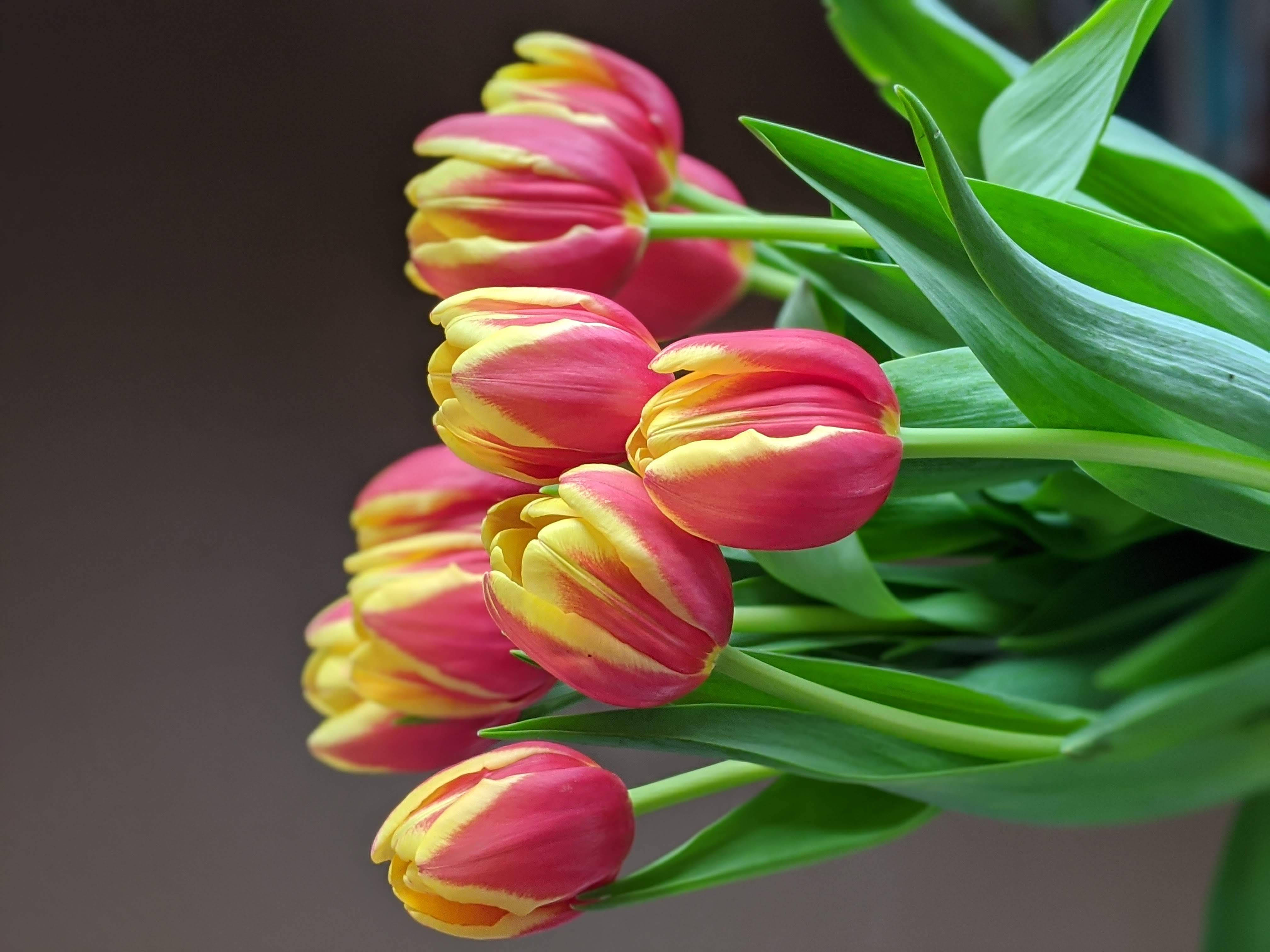 pink yellow tulips, vibrant bouquet, lush green leaves, 4K Desktop Wallpaper