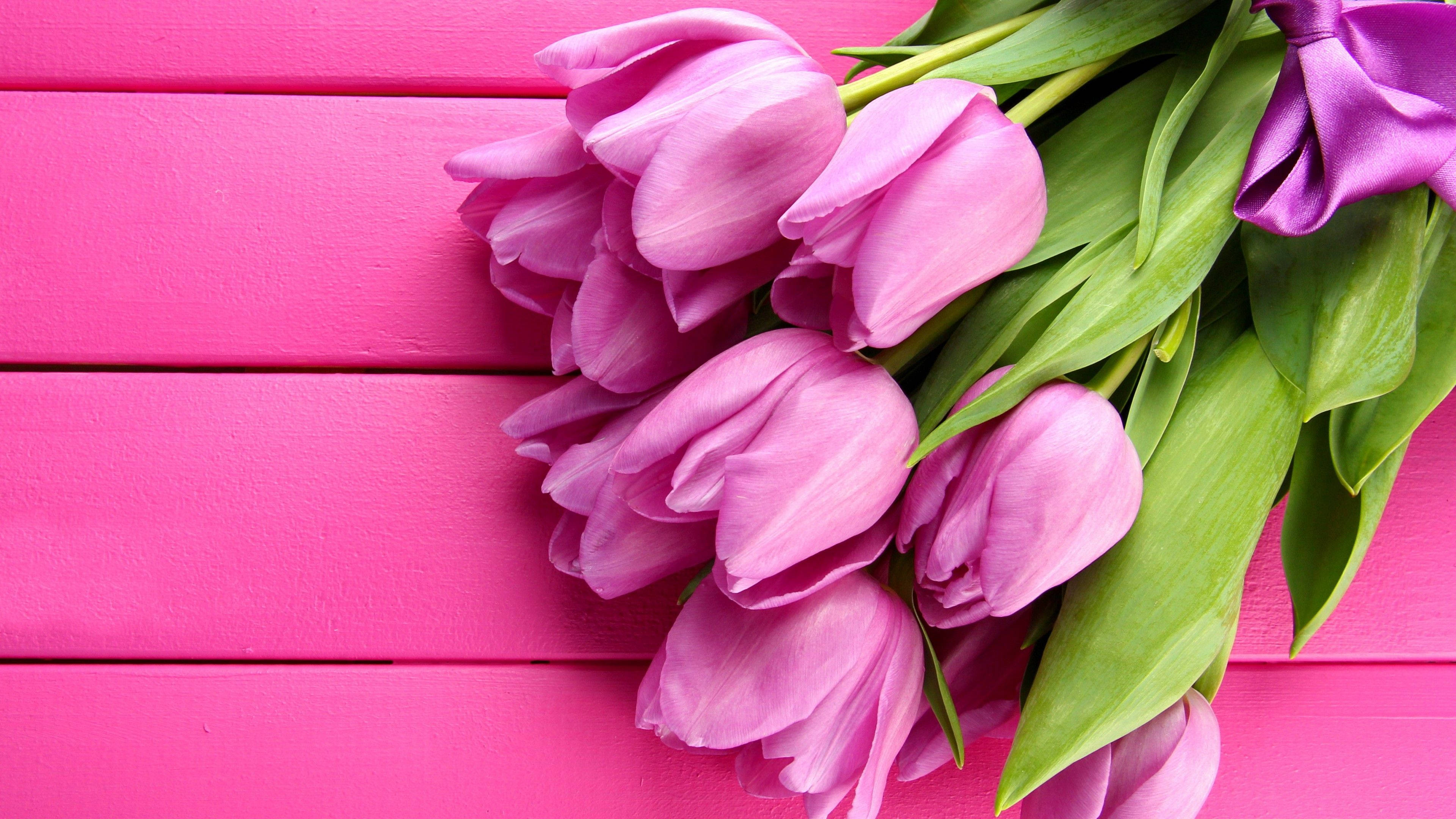 pink tulips, green leaves, bright pink wooden surface, 4K Desktop Wallpaper
