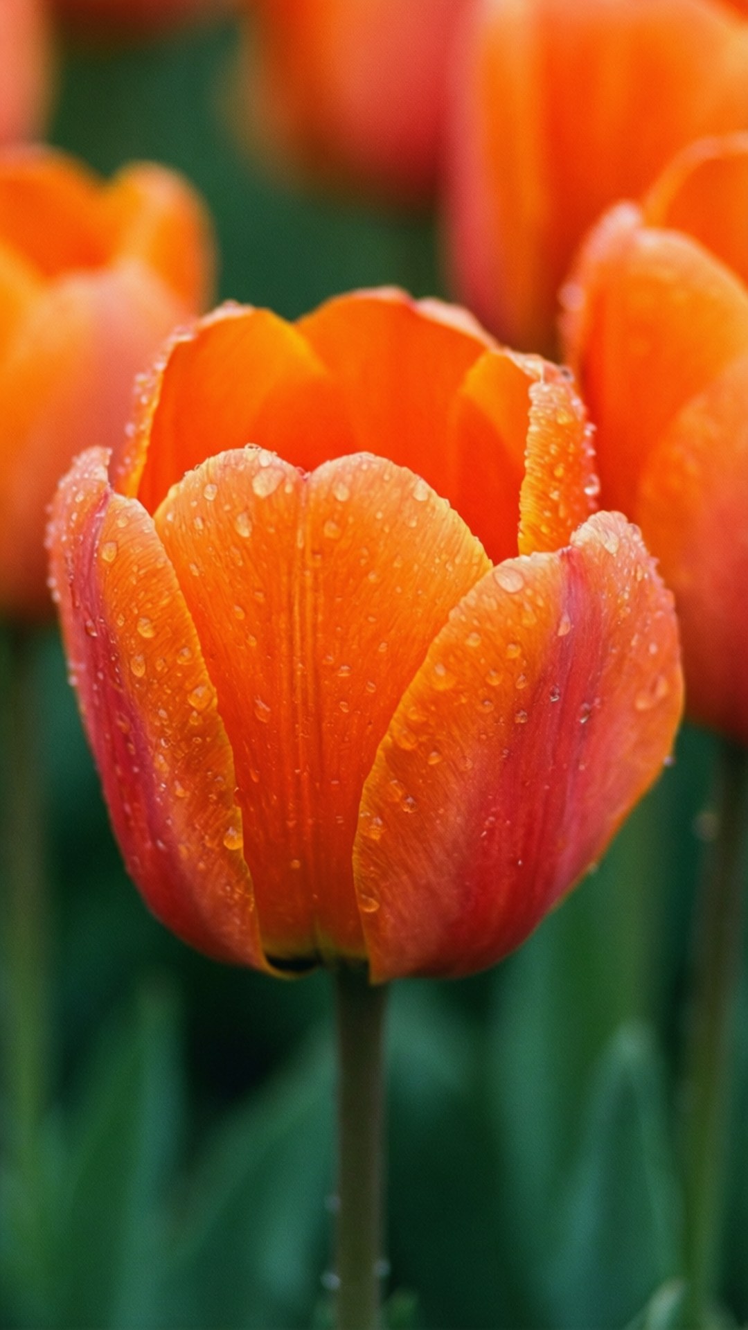 vibrant orange tulips, dew drops, petals, Full HD Phone Wallpaper