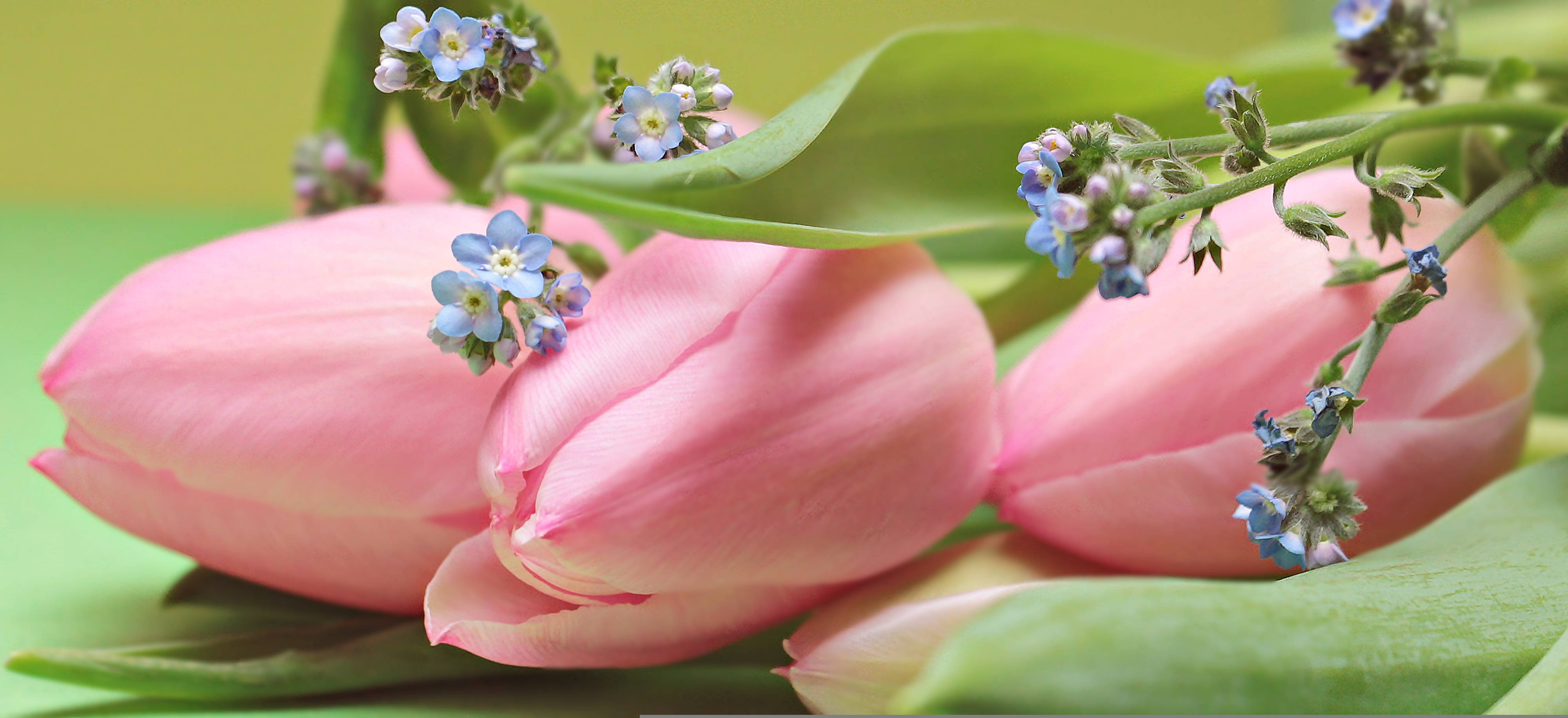 pink color tulips, blue flowers, delicate blue forget-me-nots, 4K Desktop Wallpaper