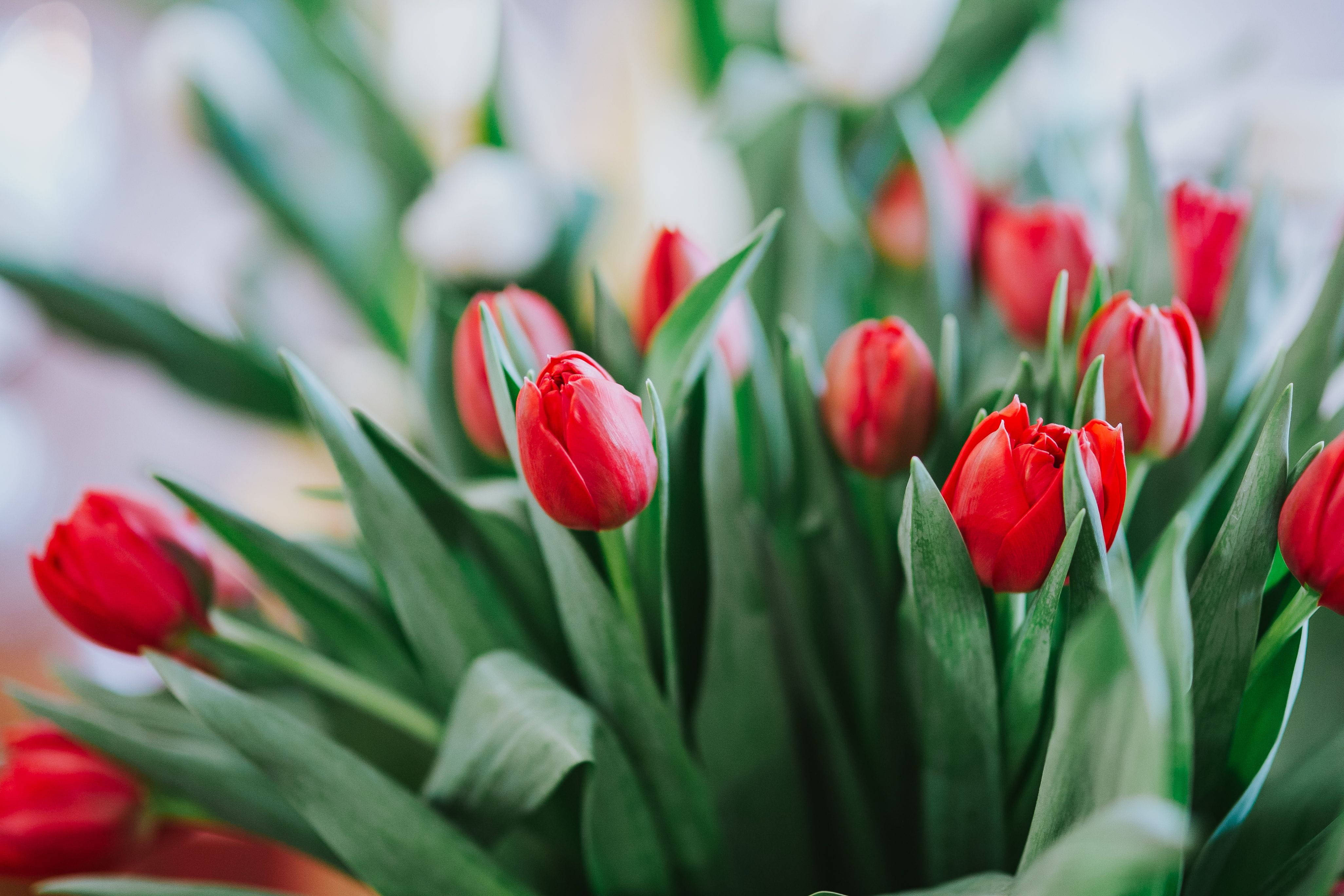 vibrant red tulips, lush green leaves, soft focus, 4K Desktop Wallpaper