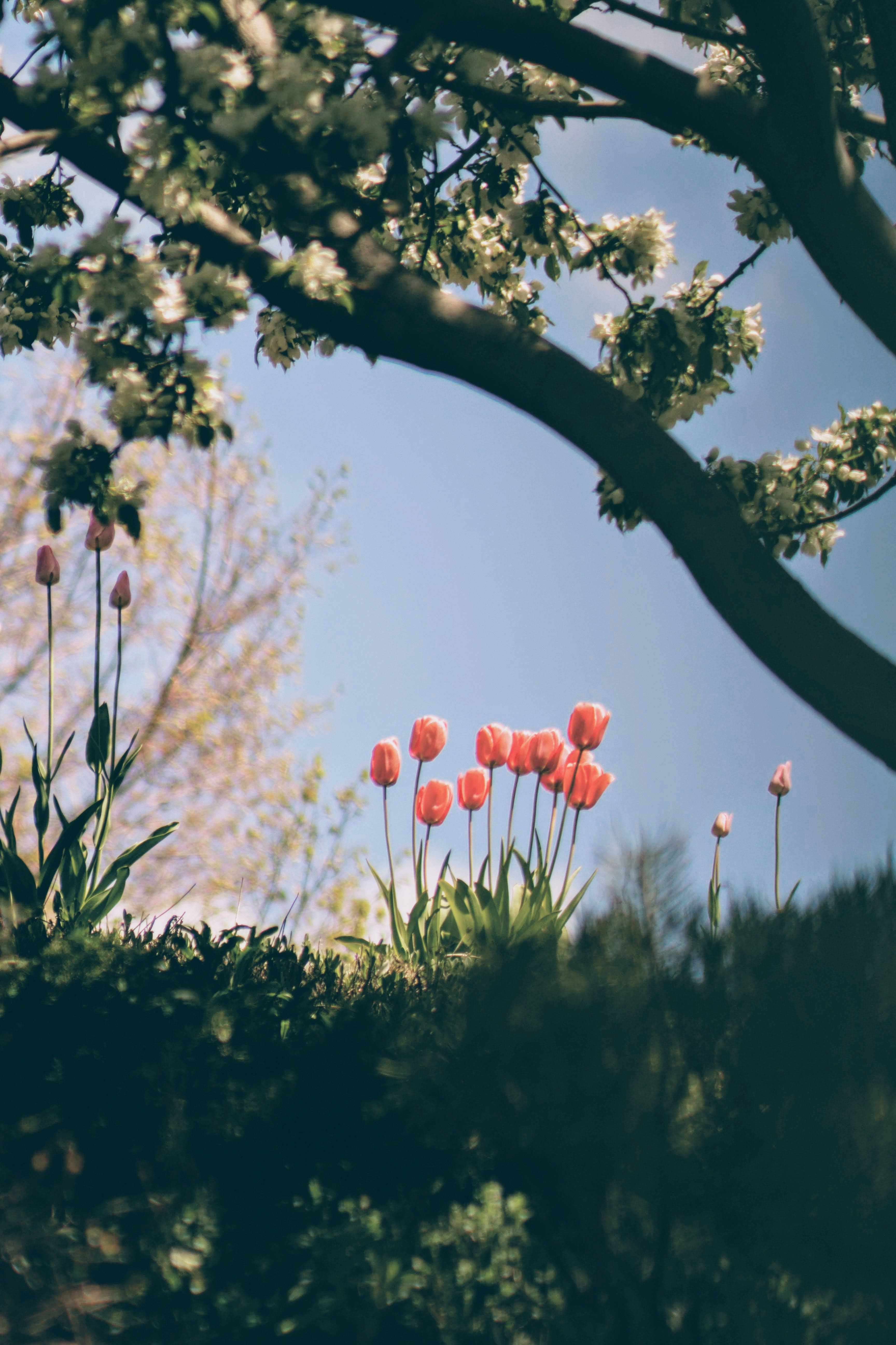daylight pink tulip blossoms, pink tulips, flowering tree, 5K Phone Wallpaper