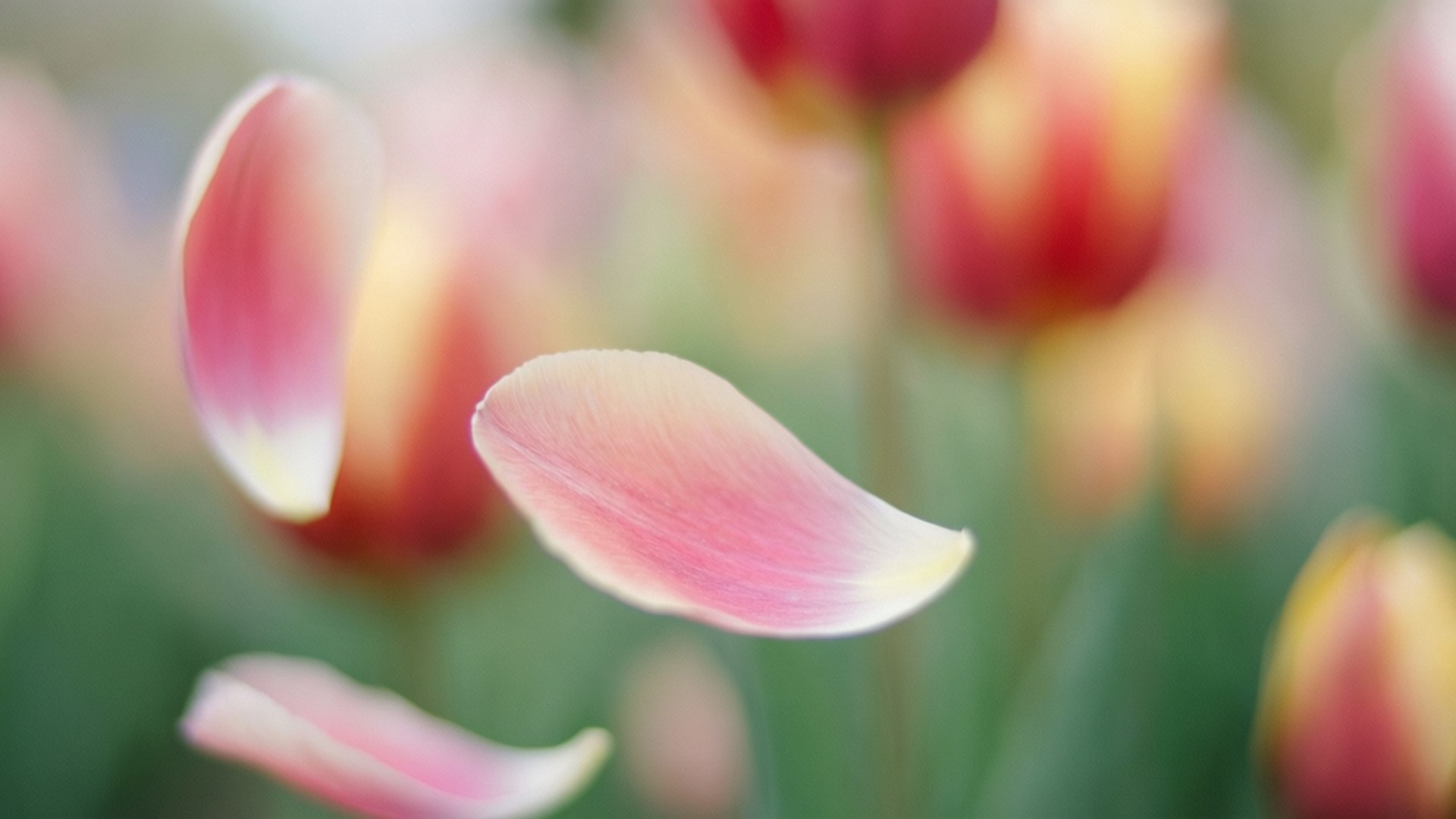 pink tulip petal, soft gradient hues, blurred red yellow tulips, Full HD Desktop Wallpaper