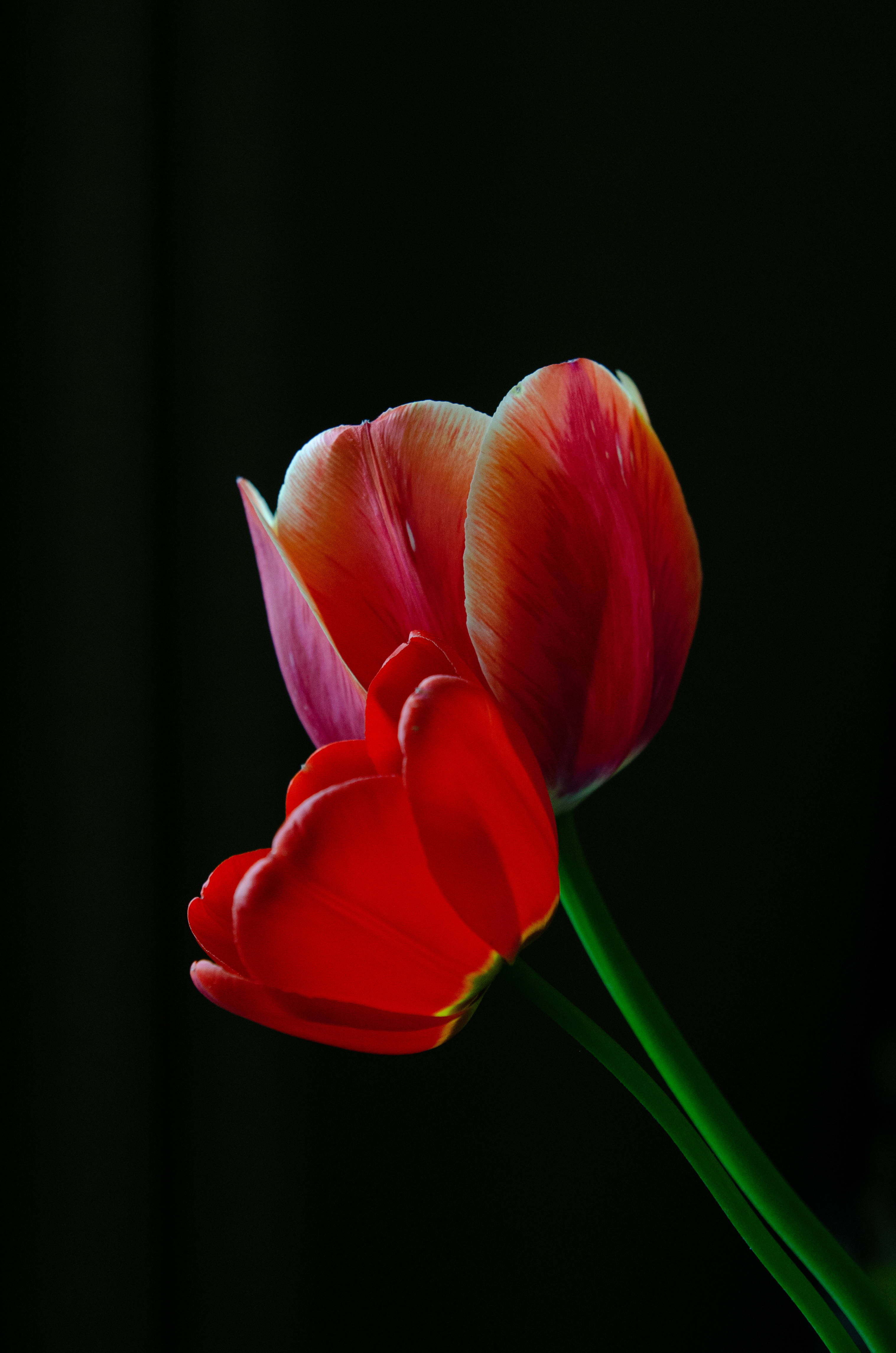 dark and bloody red tulips, deep red, pink and orange, 4K Phone Wallpaper