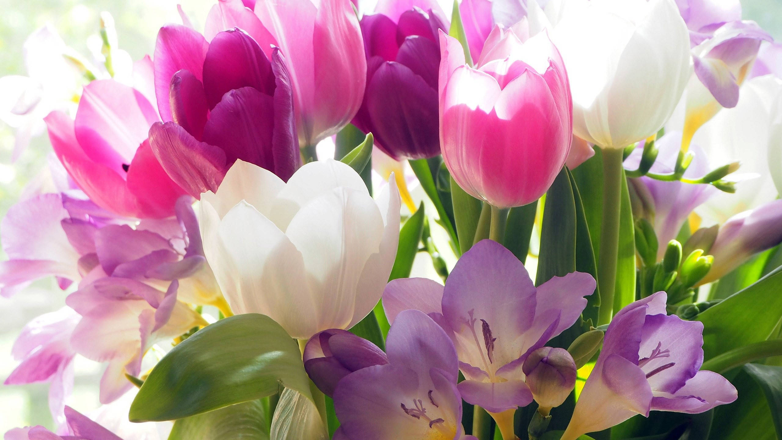 2560x1440, spring purple tulips, pink purple and white tulips, 2K Desktop Wallpaper