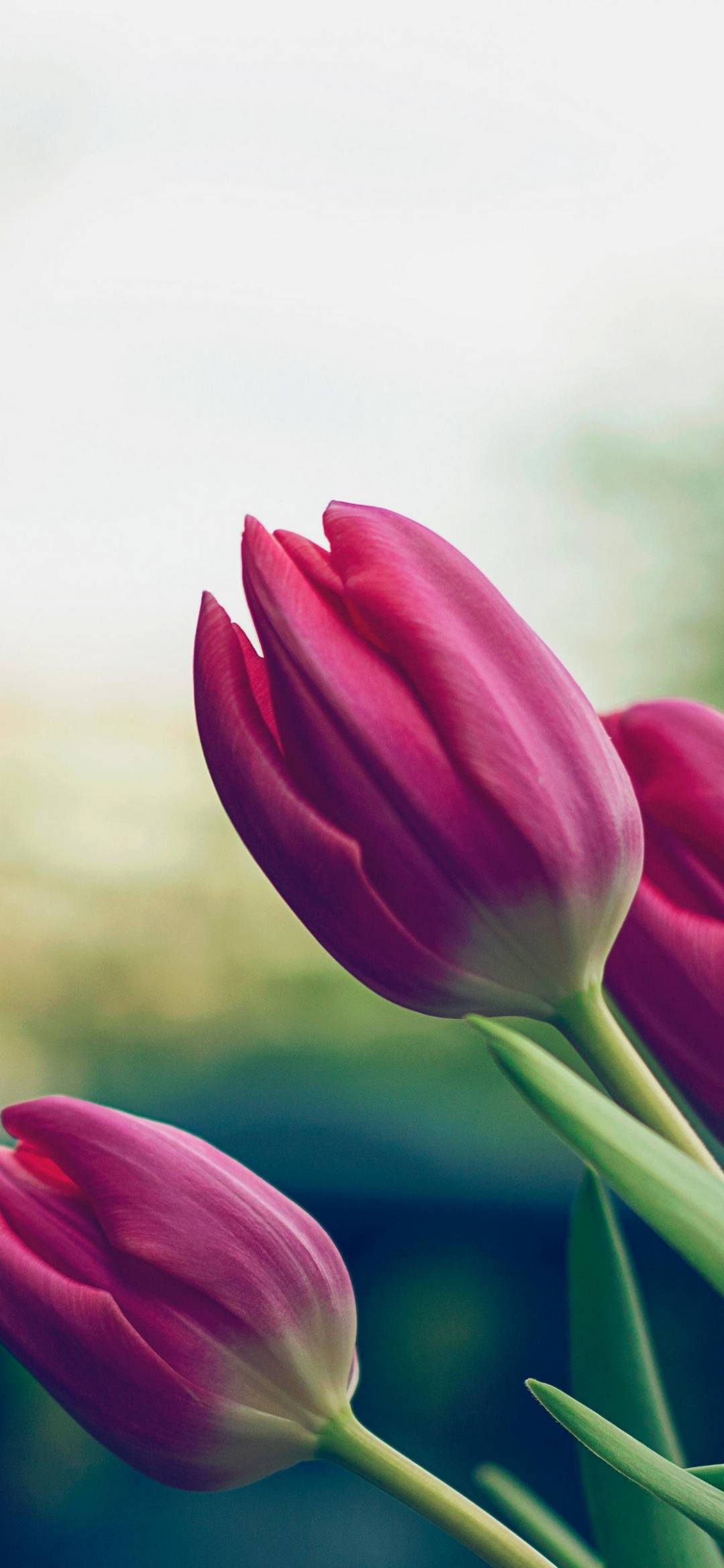 pink tulips, flower phone background, dreamy blurred garden, Full HD Phone Wallpaper