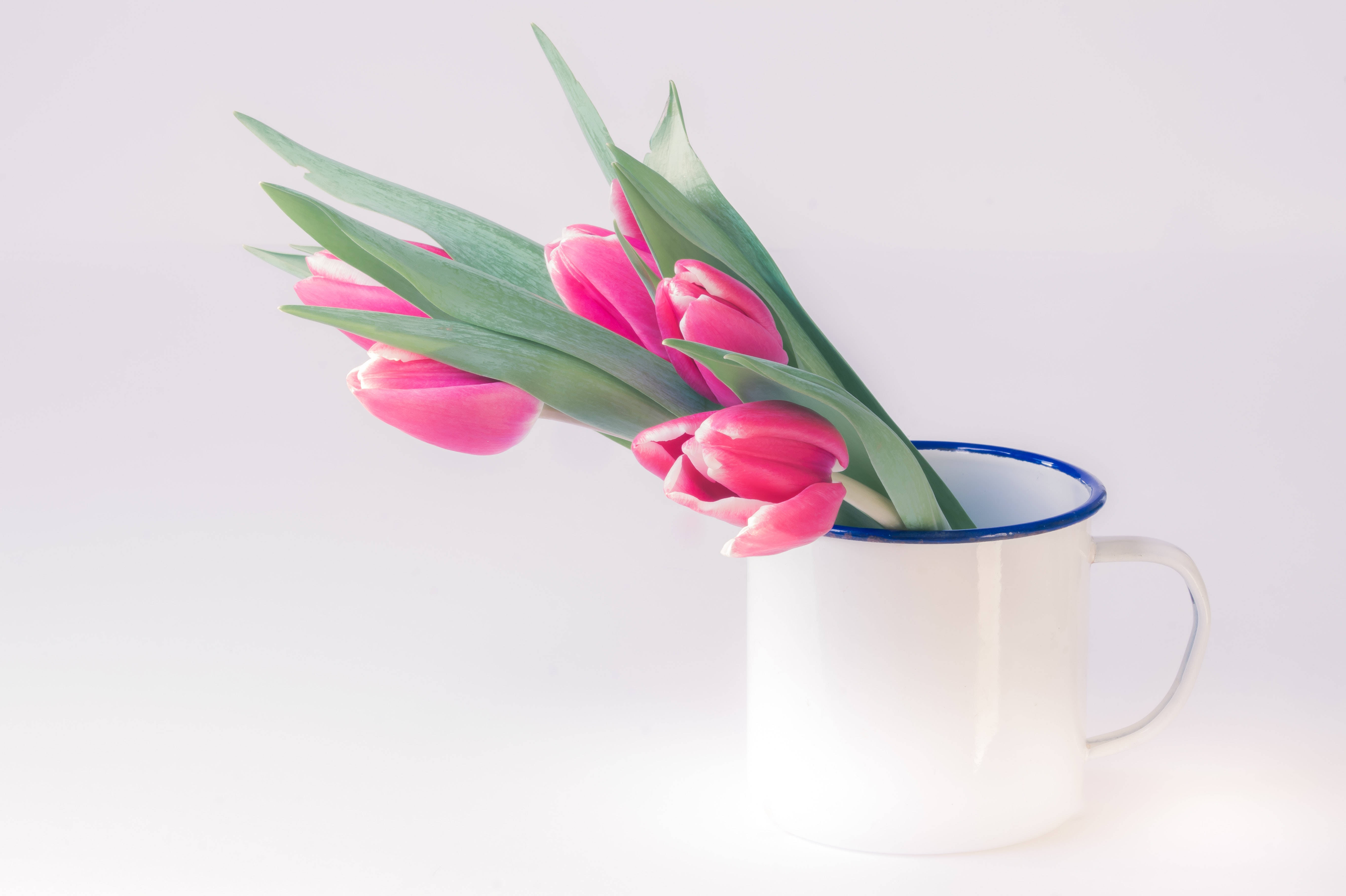 pink tulips, green leaves, white enamel mug, 5K Desktop Wallpaper