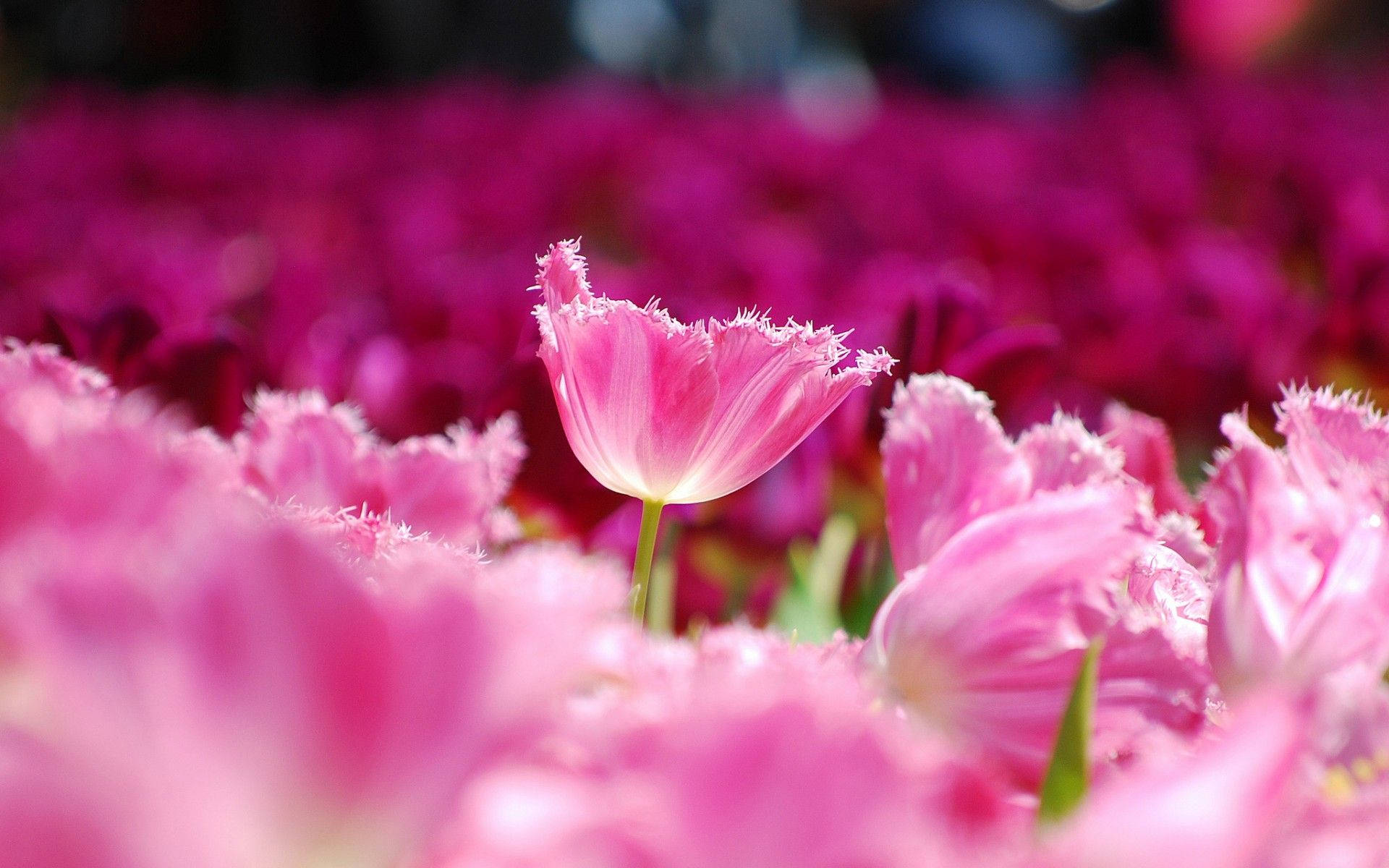 pink tulip, fringed pink tulip, sea of blurred pink blooms, Full HD Desktop Wallpaper