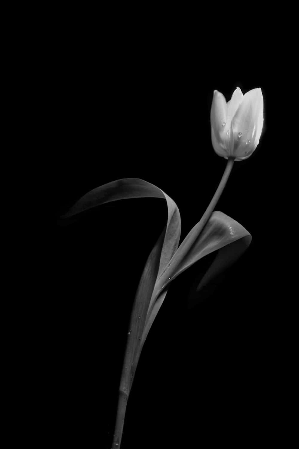 elegant tulip, monochrome, dew drops, HD Phone Wallpaper