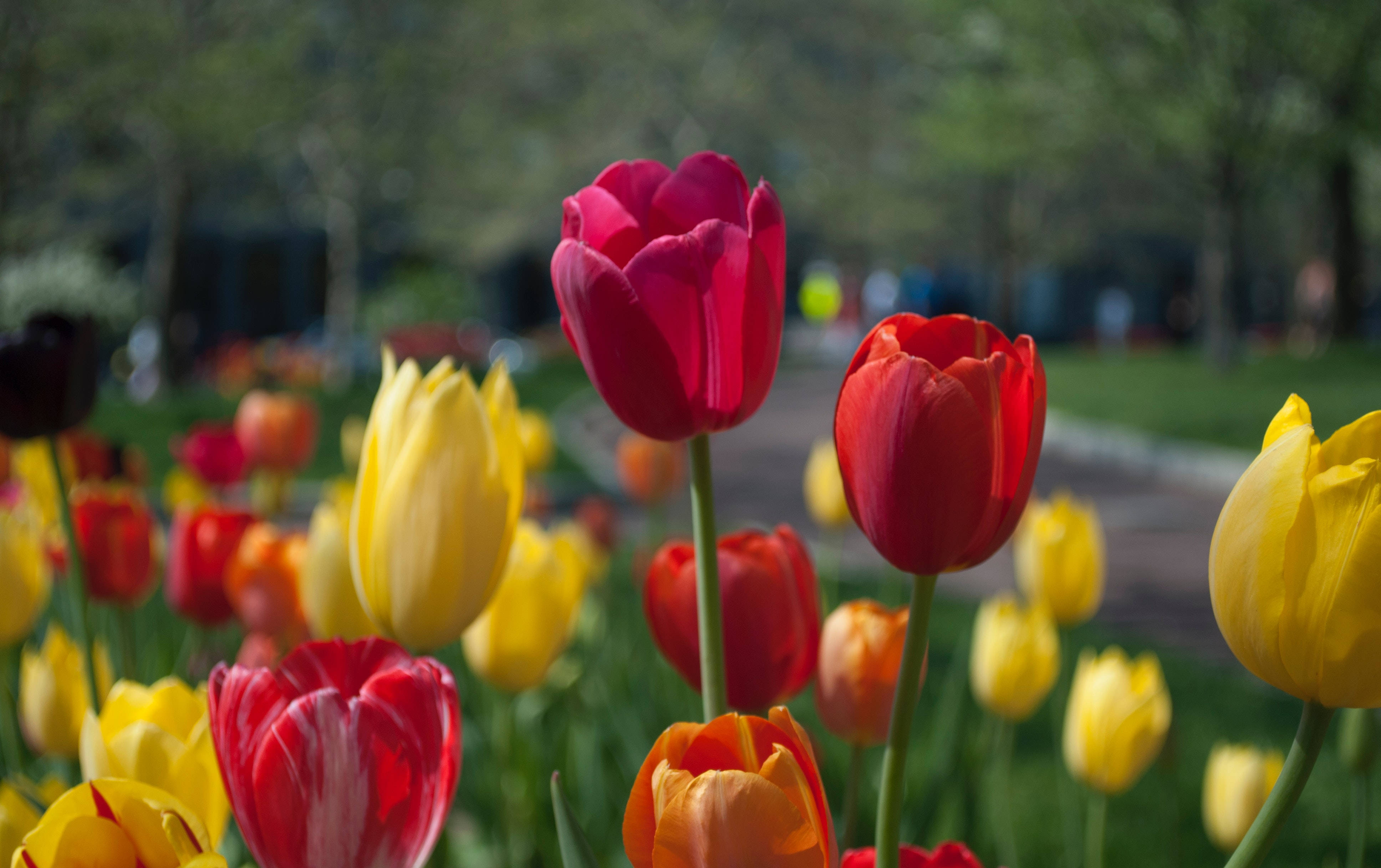 red tulip, yellow tulip, orange tulip, 4K Desktop Wallpaper