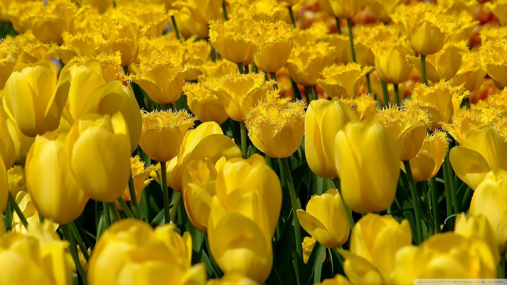 yellow fringed tulips, vibrant field, bright sunlight, Full HD Desktop Wallpaper