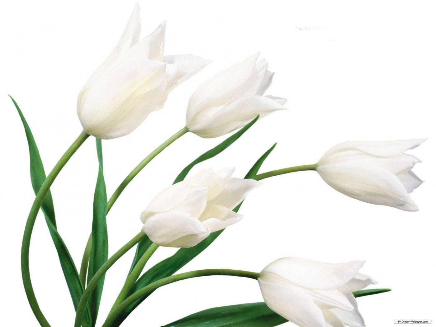white flower tulips, white tulips, green stems, HD Desktop Wallpaper