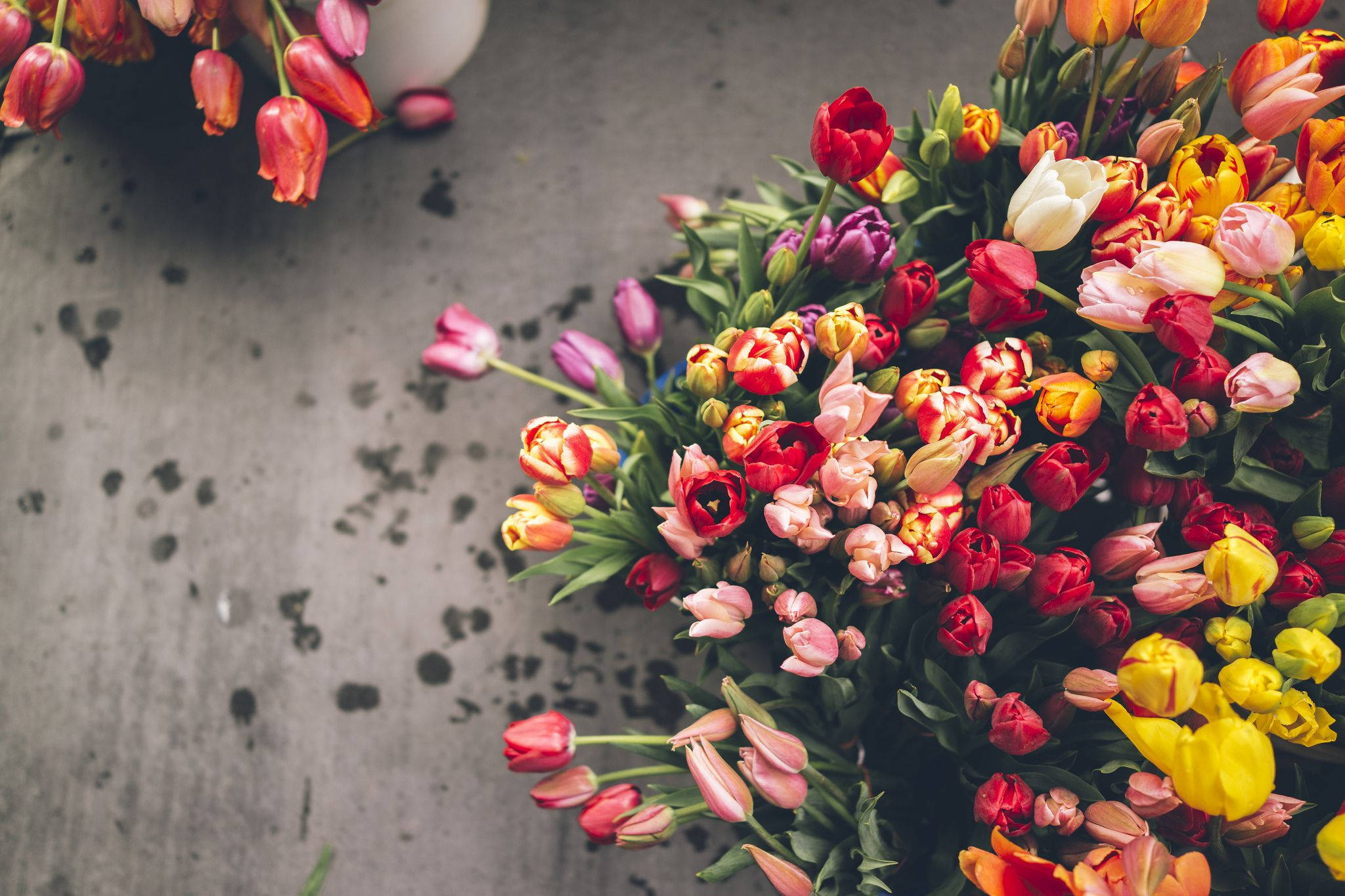 bouquet of dripping tulips, multicolored tulips, textured gray concrete surface, Full HD Desktop Wallpaper