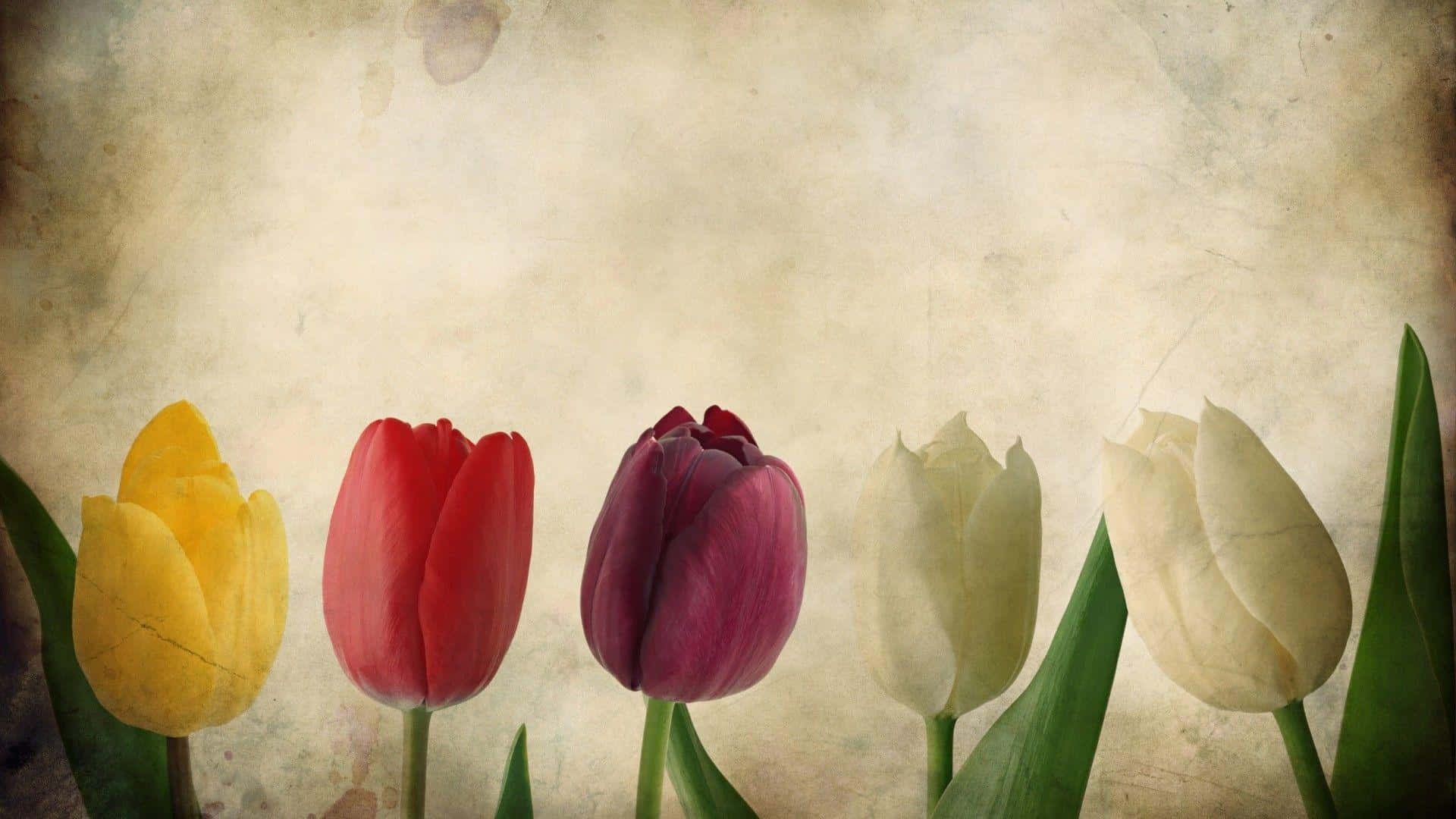 vintage tulips, yellow, red, Full HD Desktop Wallpaper