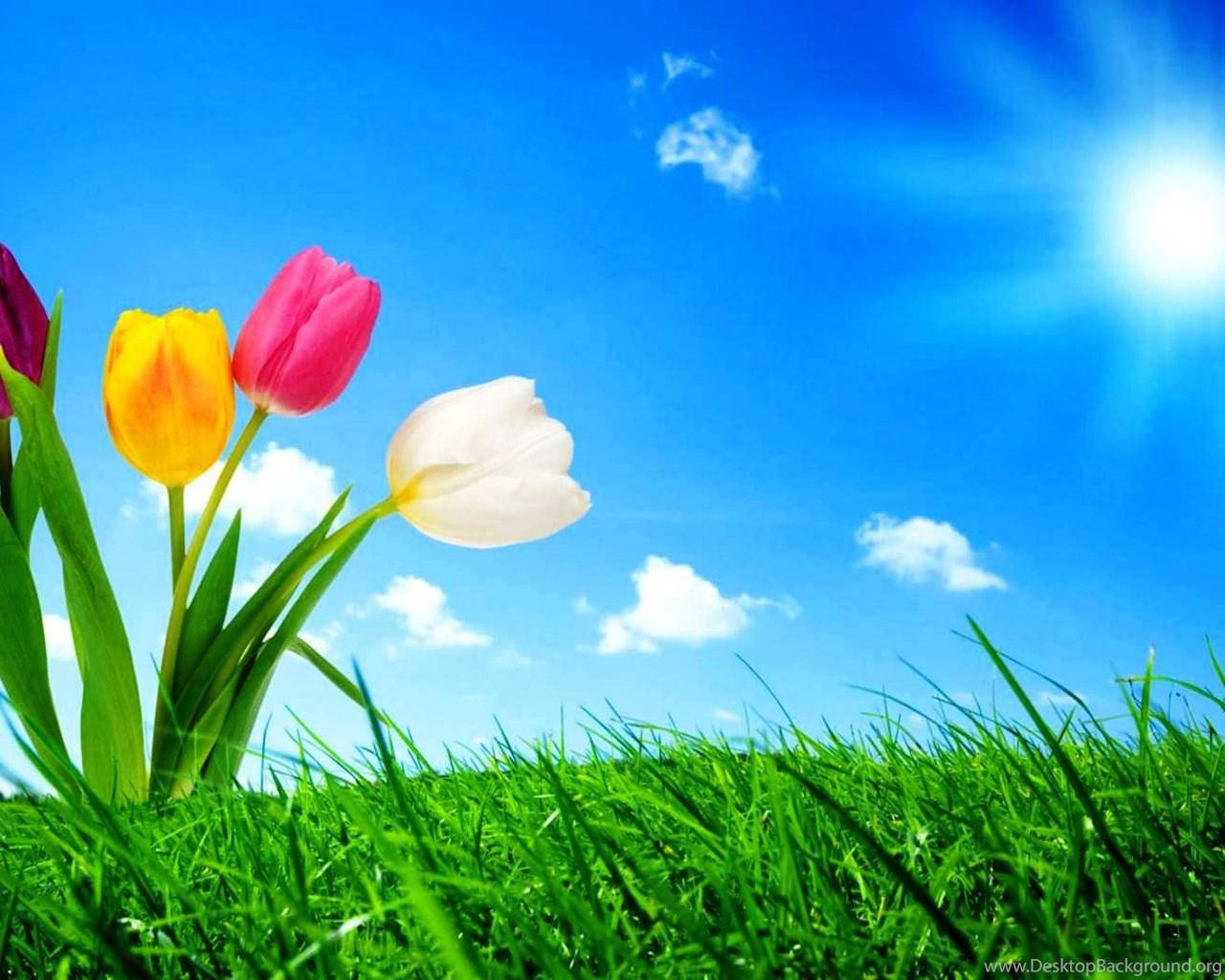 pink, yellow, white, HD Desktop Wallpaper