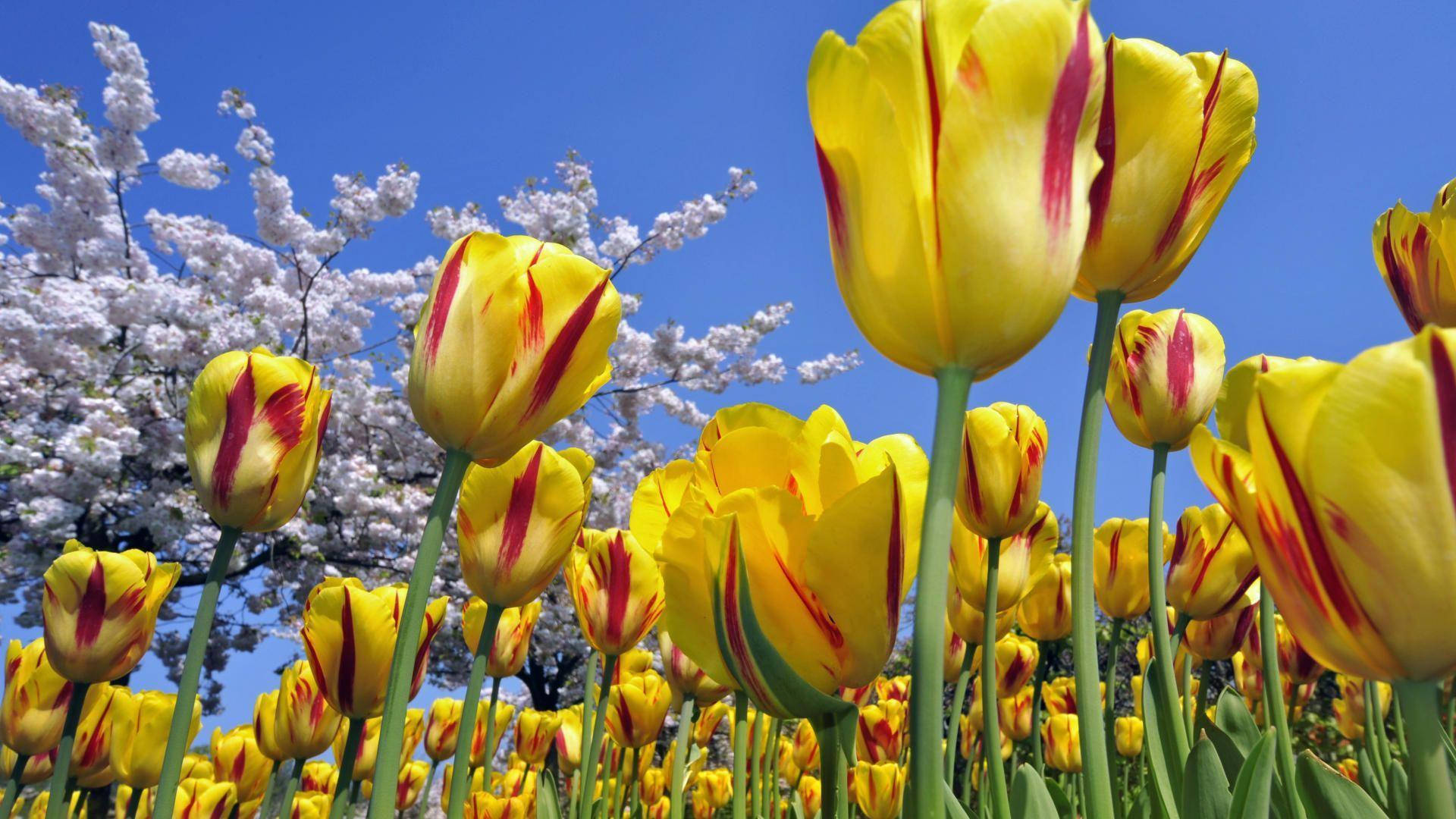 yellow tulips, red streaks, clear blue sky, Full HD Desktop Wallpaper