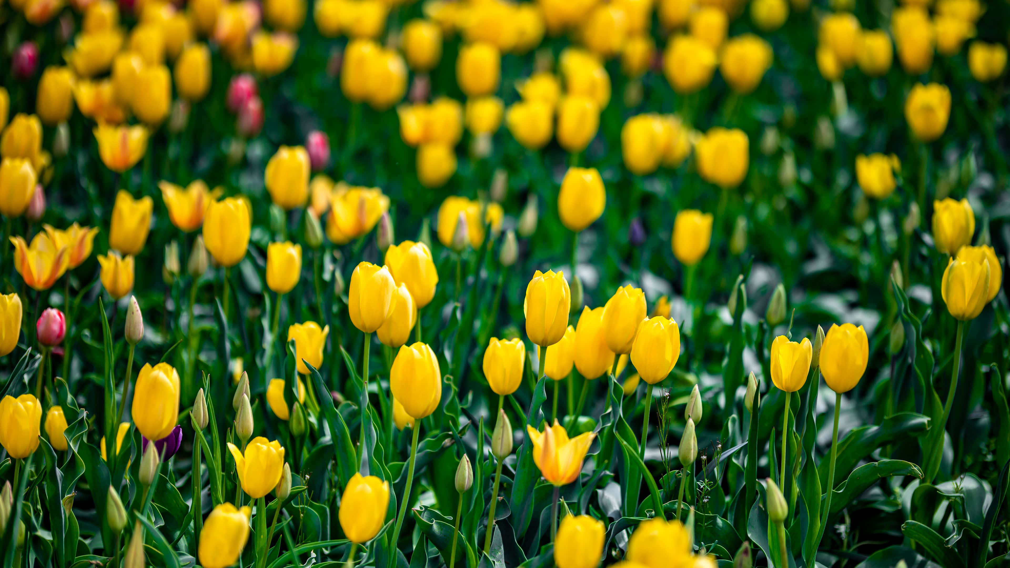 yellow tulips, green stems, pink buds, 4K Desktop Wallpaper