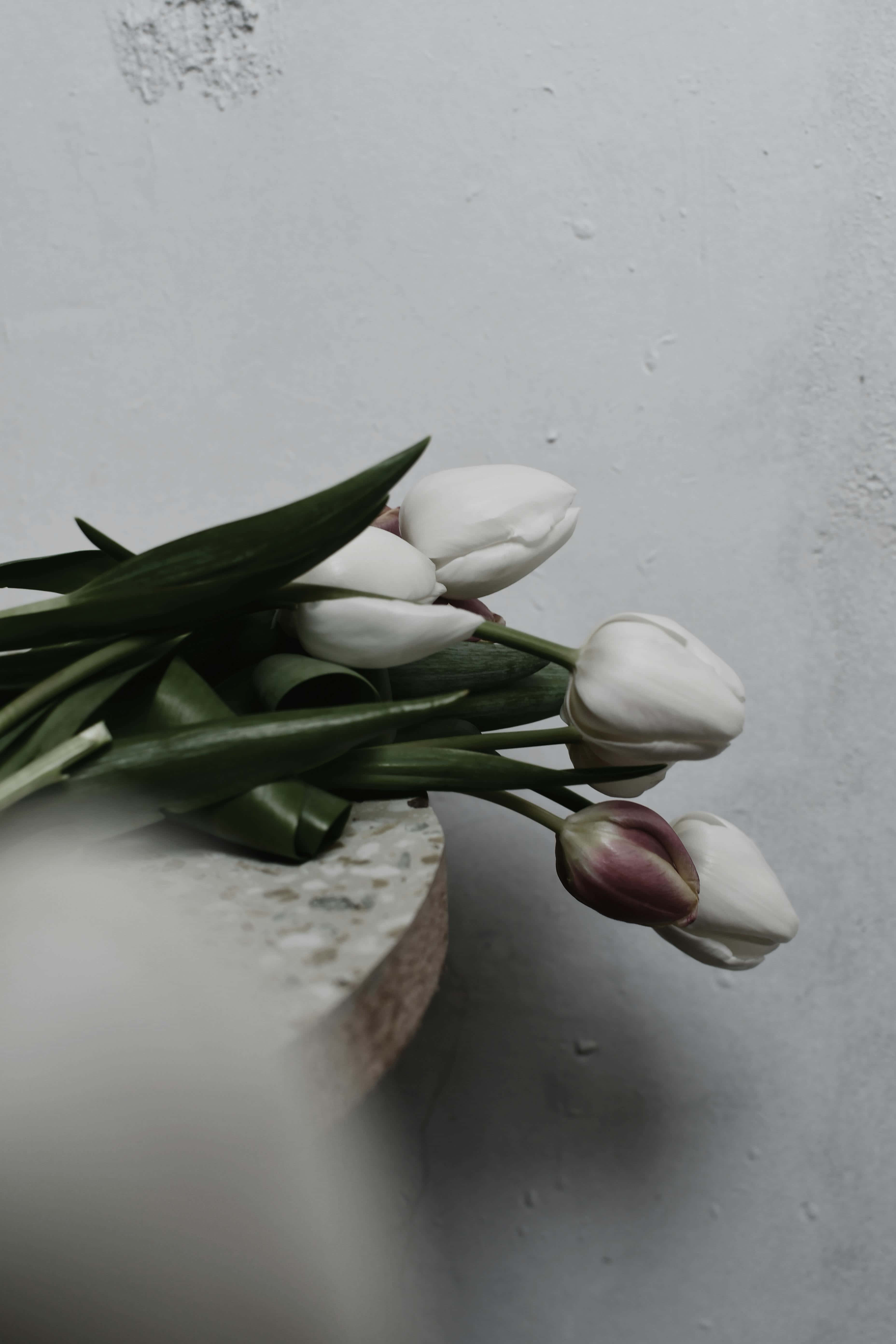 white tulips, pink bud, speckled stone surface, 5K Phone Wallpaper