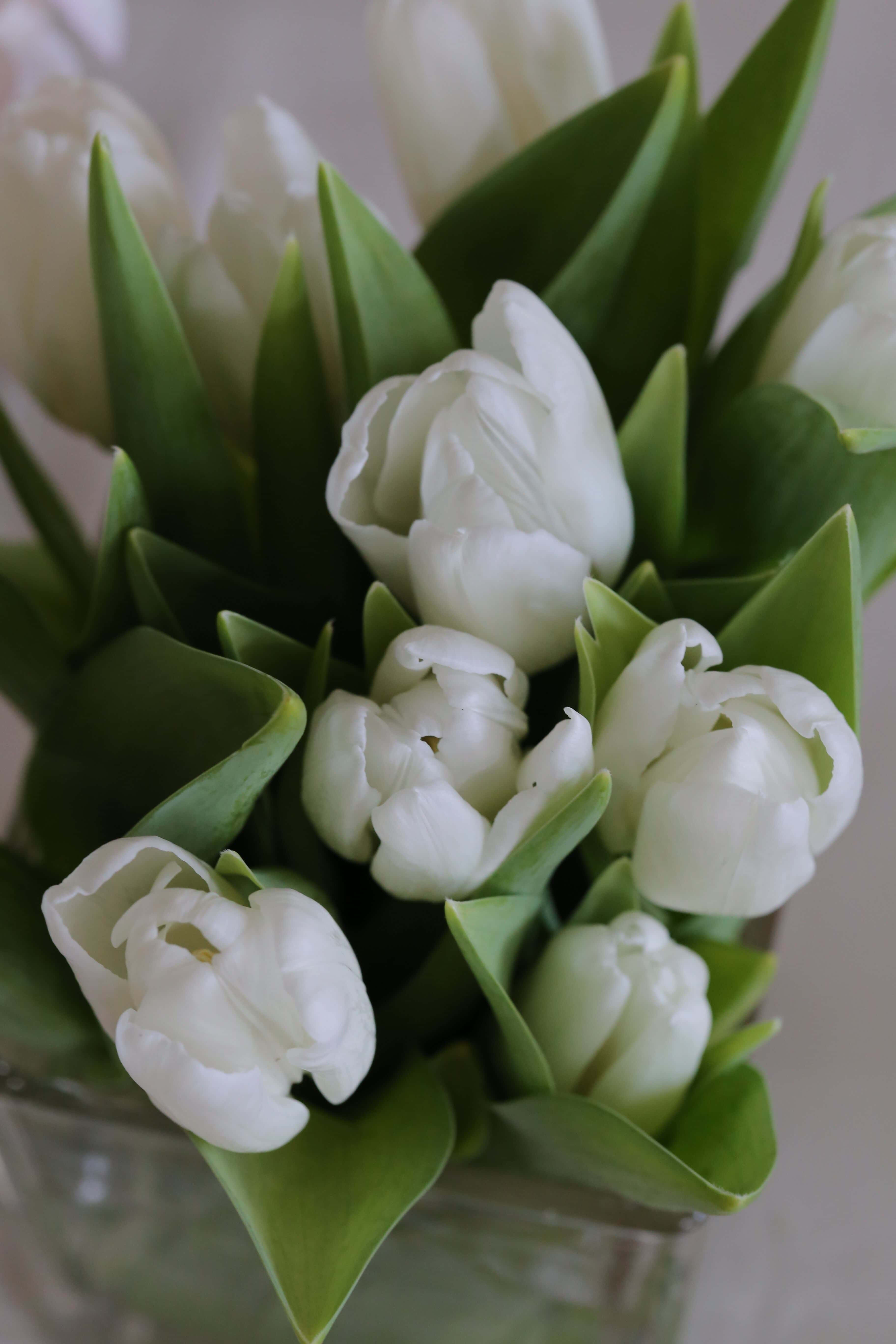 white tulips, clear glass vase, green leaves, 5K Phone Wallpaper