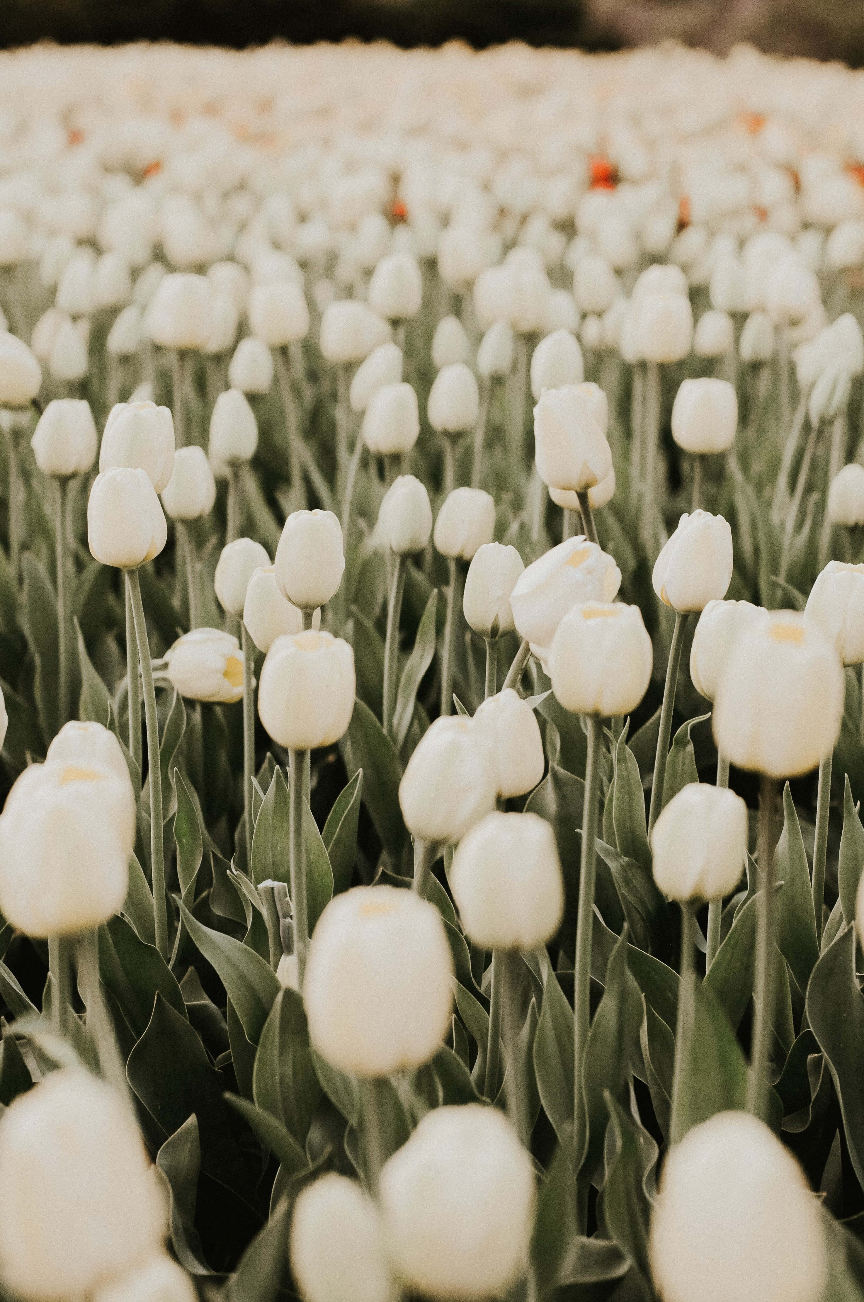 white tulips, orange blooms, vast field, 4K Phone Wallpaper