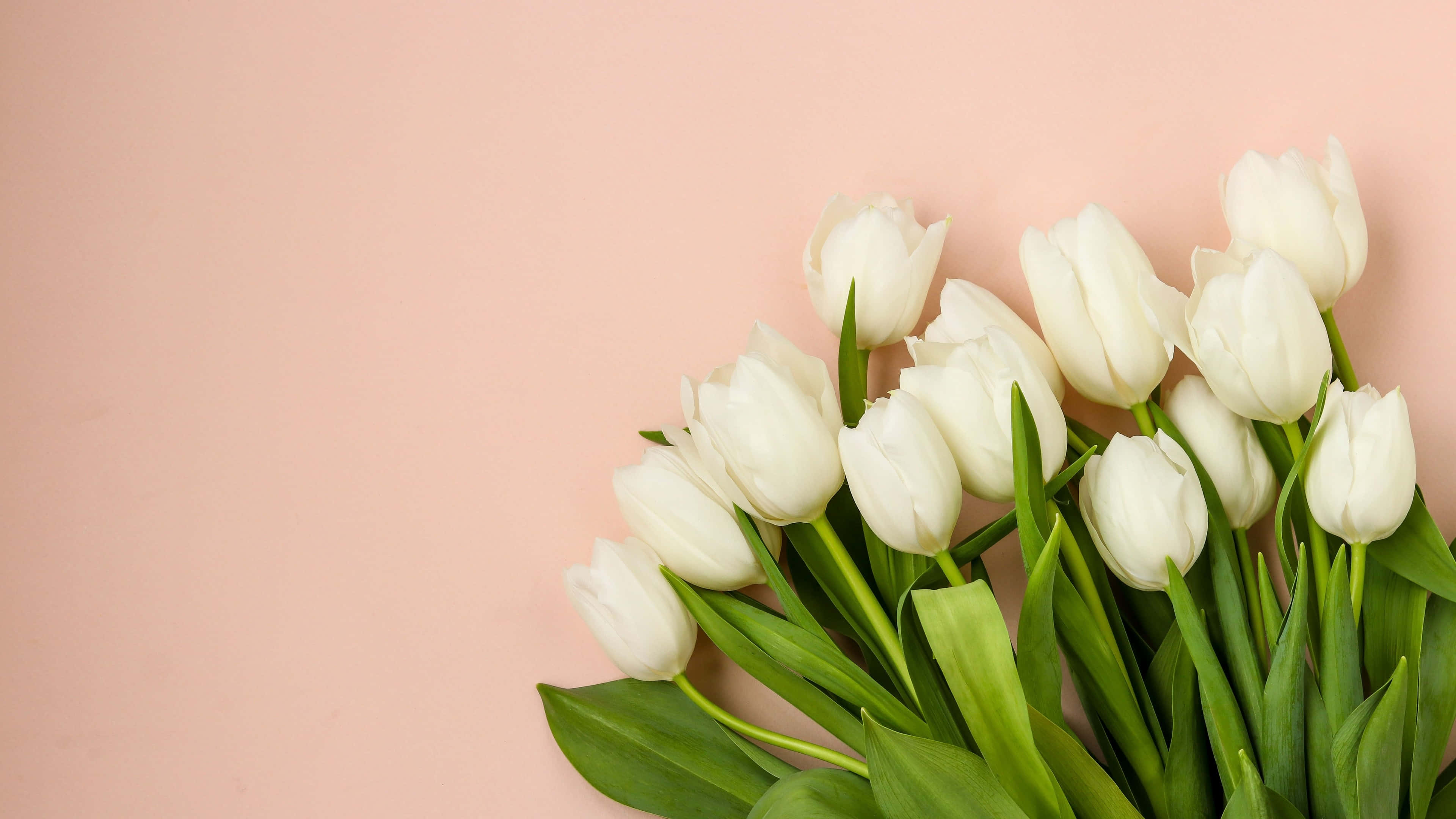 white tulips, vibrant green stems, soft pink background, 4K Desktop Wallpaper