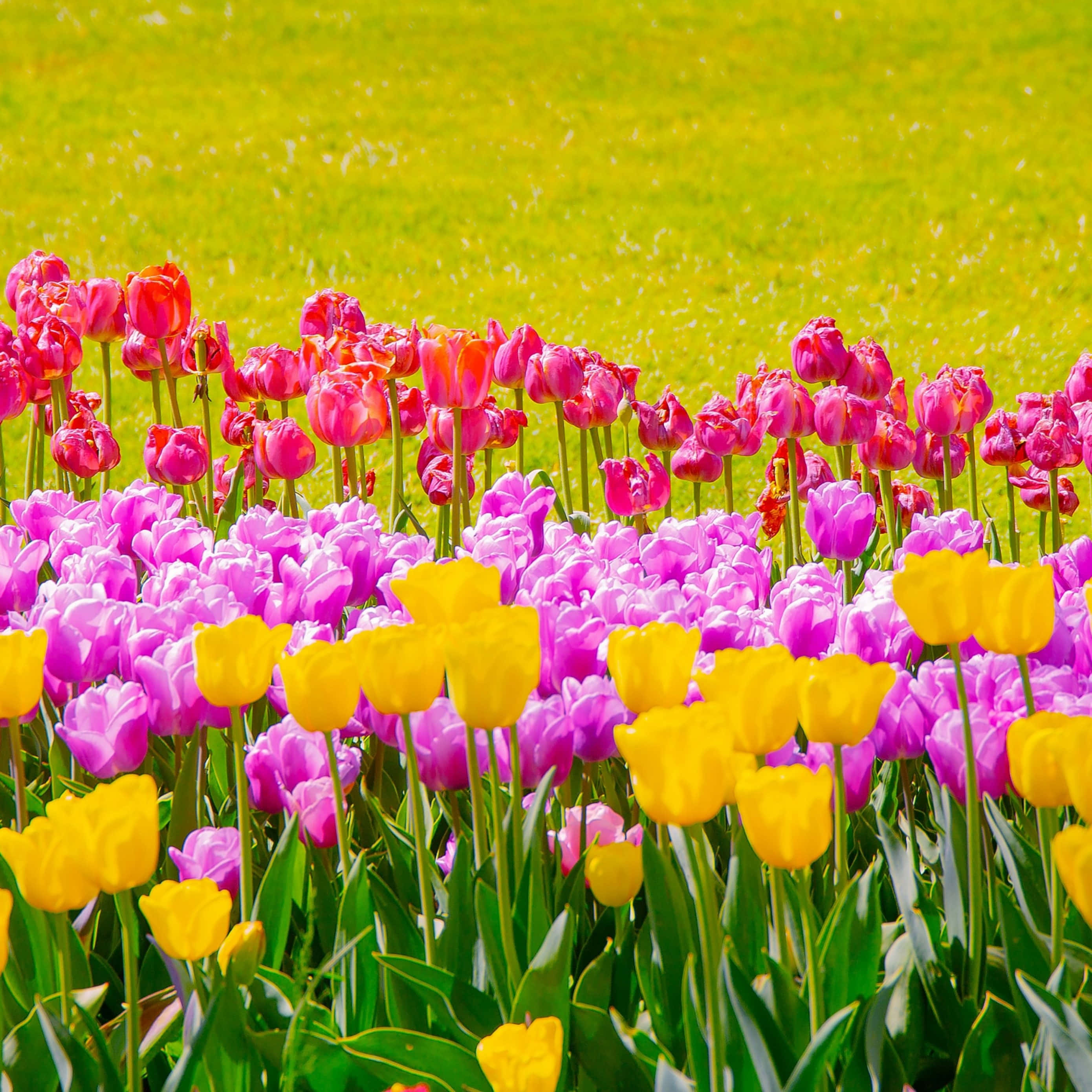 vibrant tulip field, springtime, pink purple and yellow tulips, 2K Desktop Wallpaper