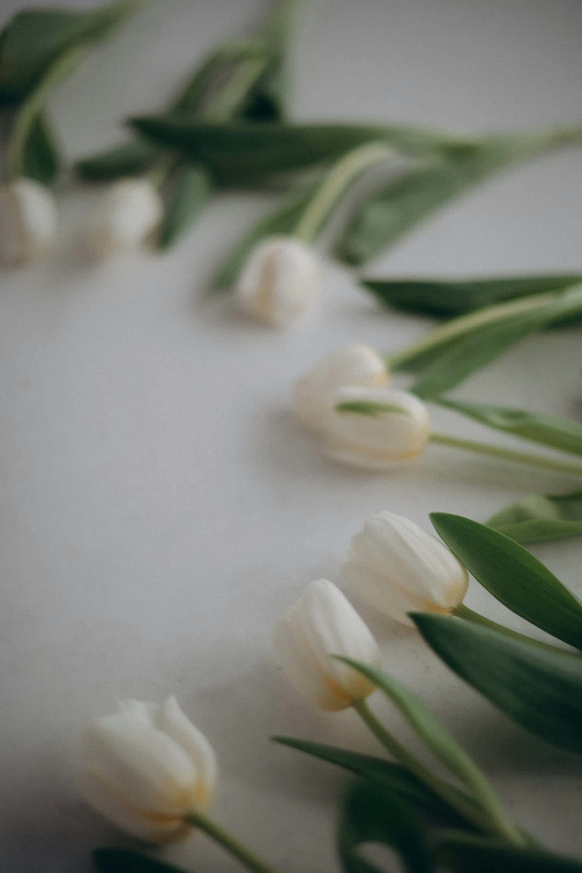 white tulips, green stems, leaves, 2K Phone Wallpaper