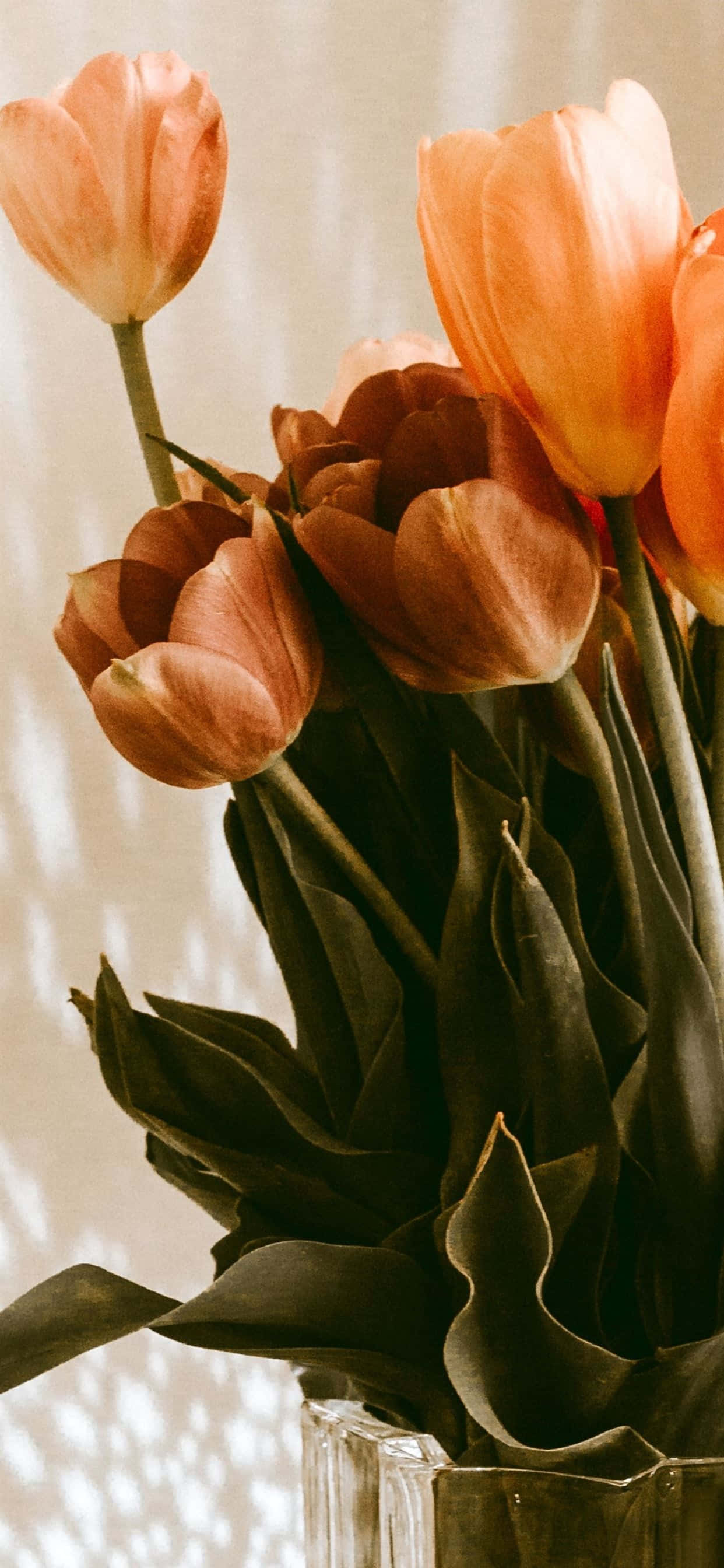 soft peach and orange tulips, clear glass vase, sunlit textured wall, 2K Phone Wallpaper