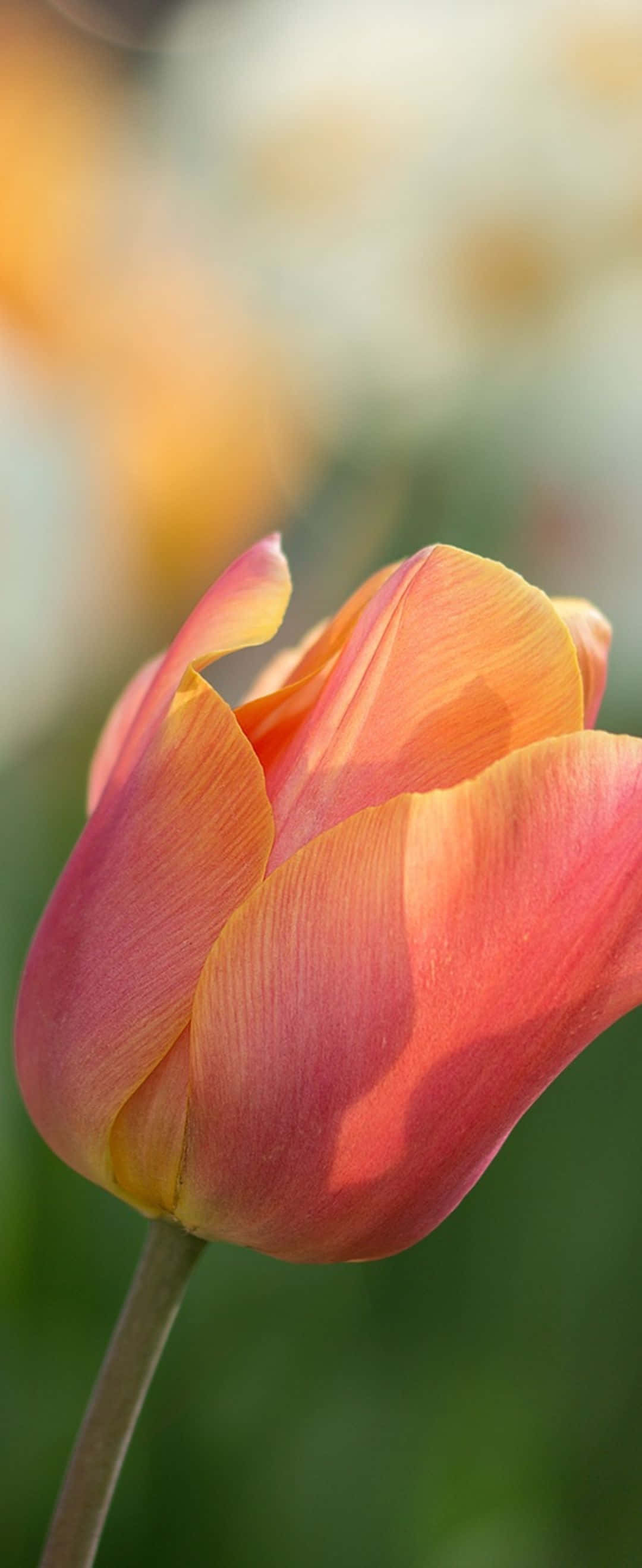 tulip flower, vibrant pink and orange tulip, soft petals, 2K Phone Wallpaper