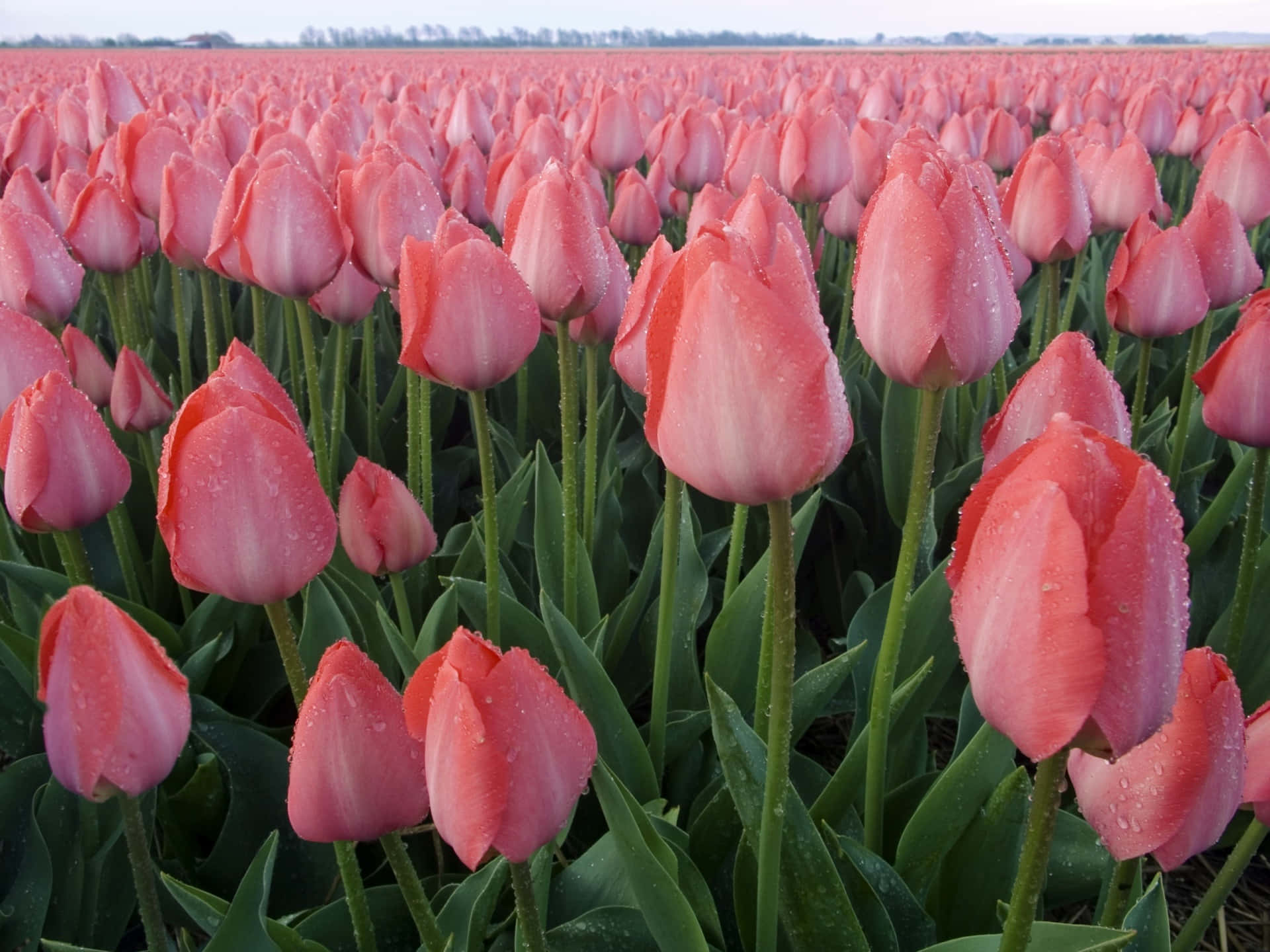 dew kissed pink tulips field, pink tulips, dewdrops, Full HD Desktop Wallpaper