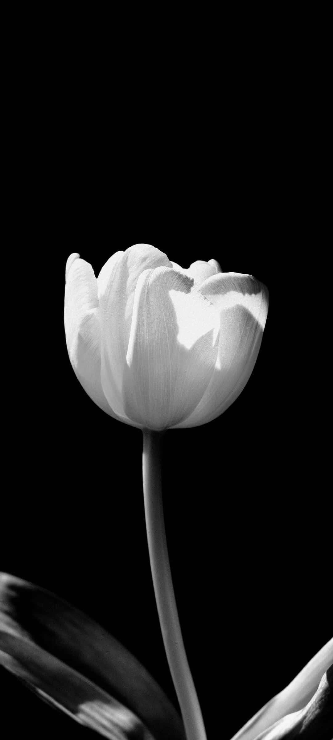 elegant monochrome tulip, high contrast black and white, pure black background, Full HD Phone Wallpaper
