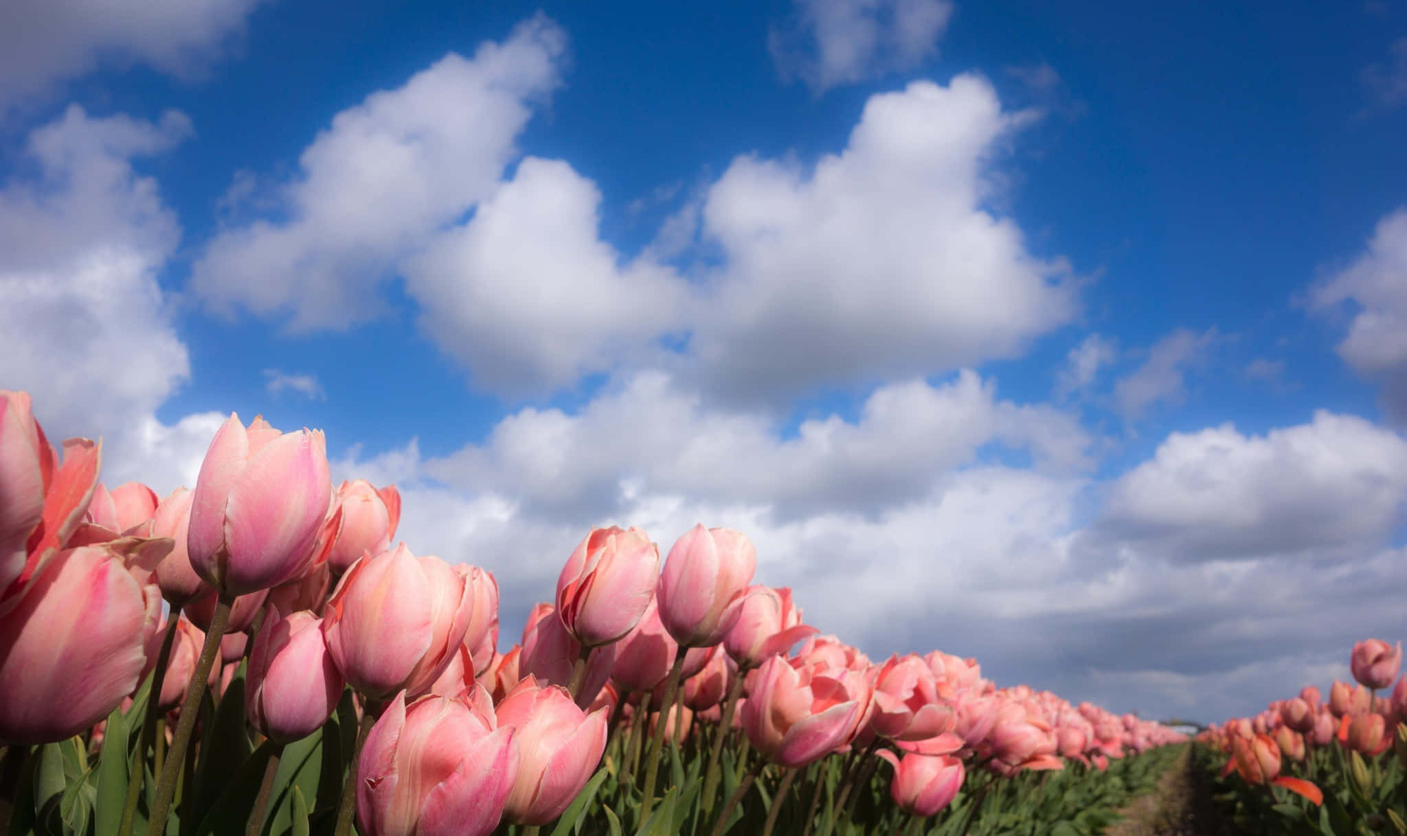 pink tulips, vibrant blue sky, fluffy white clouds, Full HD Desktop Wallpaper