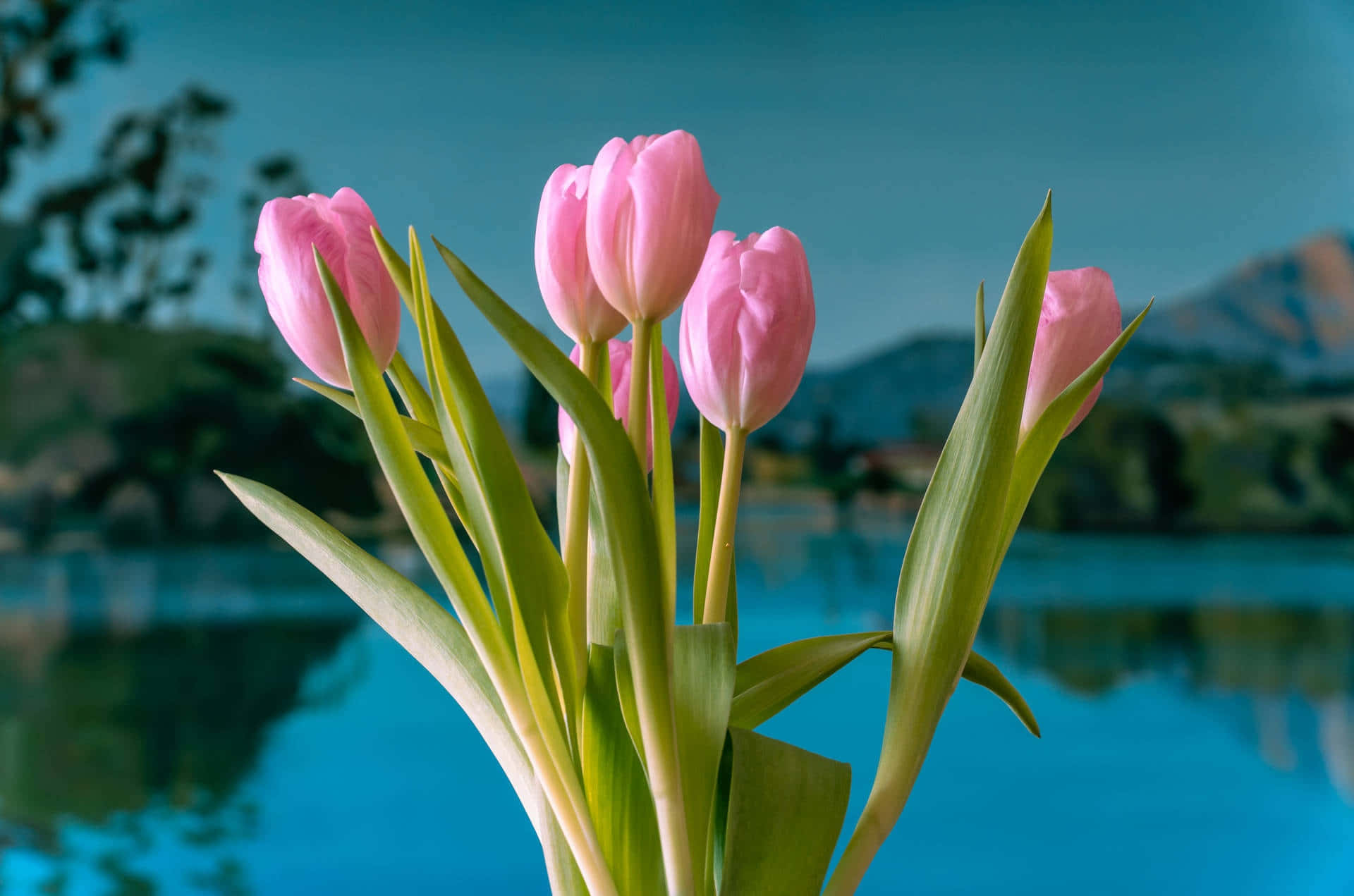 pink tulips, green stems, calm blue lake, Full HD Desktop Wallpaper